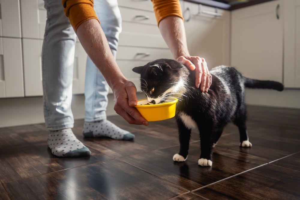 Dieta equilibrada e boa hidratação são essenciais para preservar a saúde do gato idoso