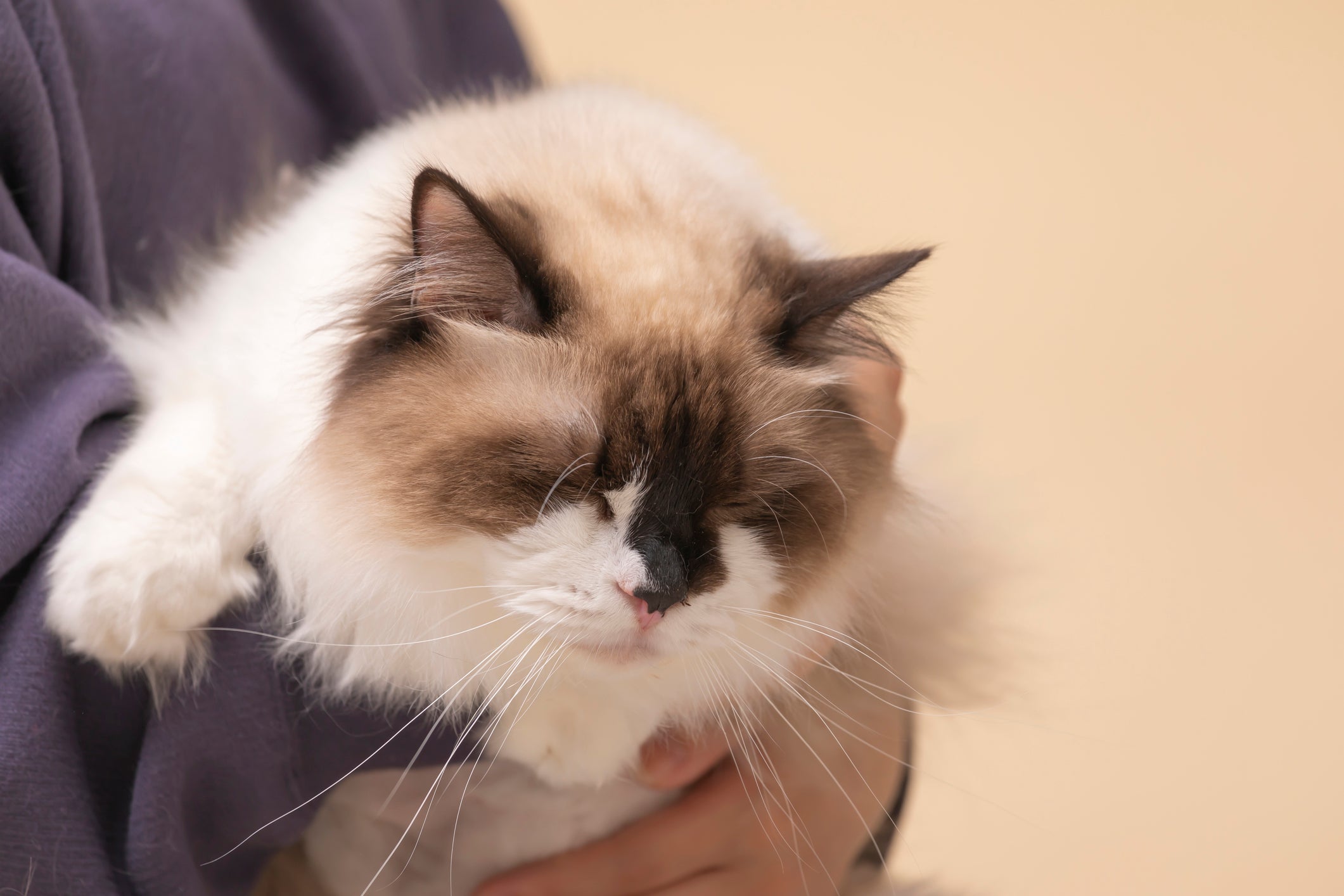 O signo de gato câncer é a cara do Ragdoll, que é carente e ama ficar o tempo todo com o tutor