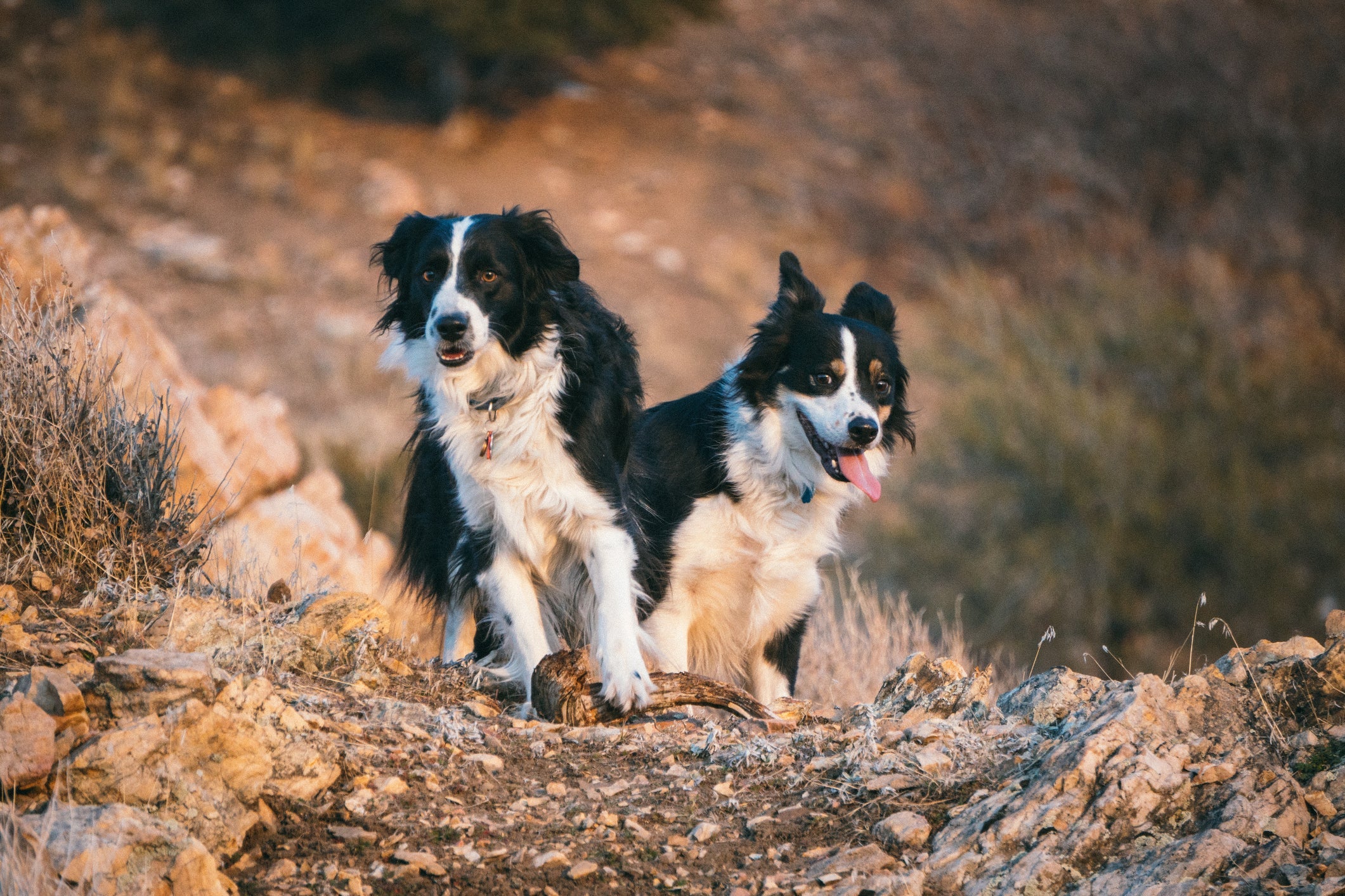 A inteligência dos cães é tanta que eles têm uma área do cérebro destinada ao processamento facial dos humanos