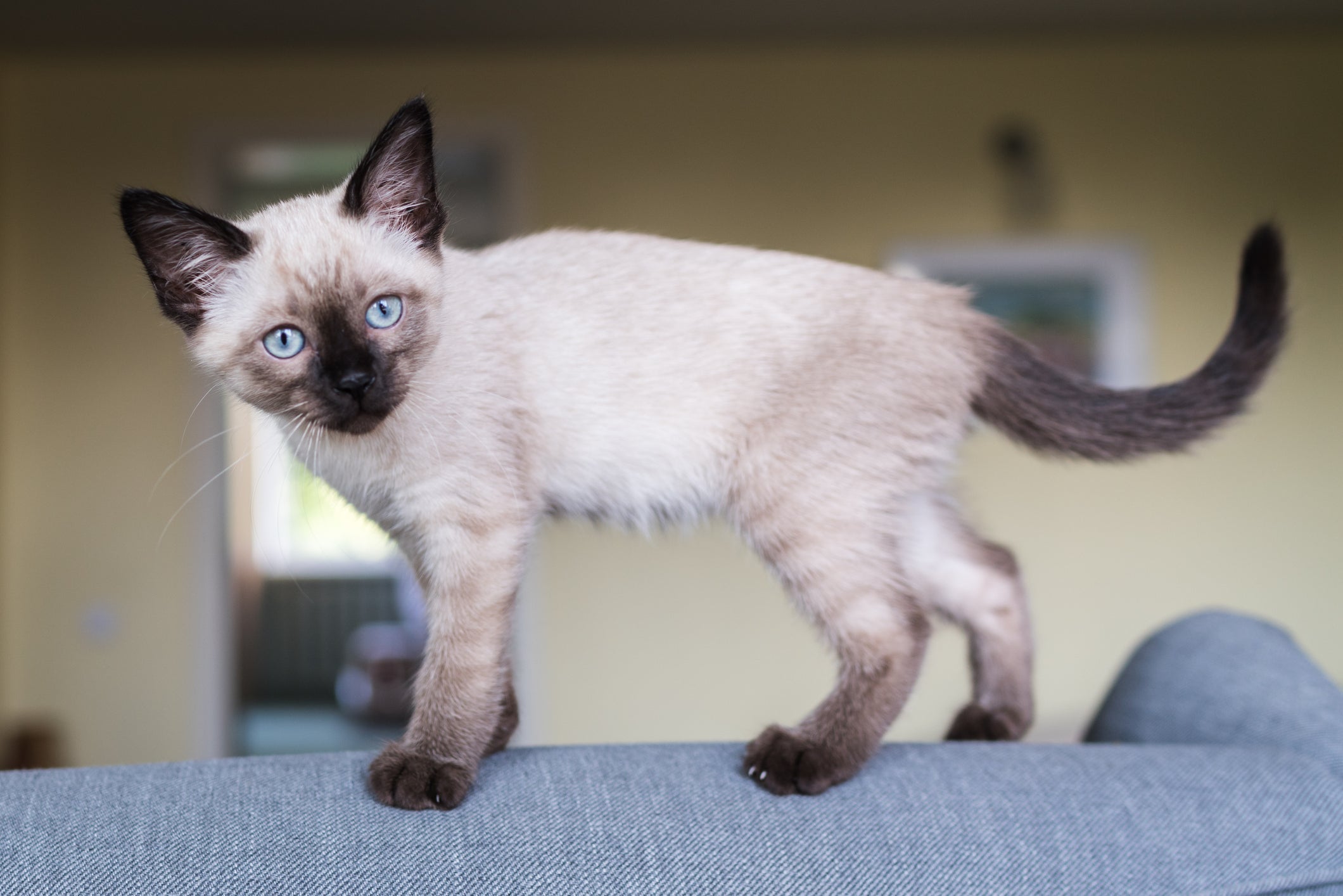 O gato Siamês filhote é muito brincalhão e pode ser agitado no dia a dia