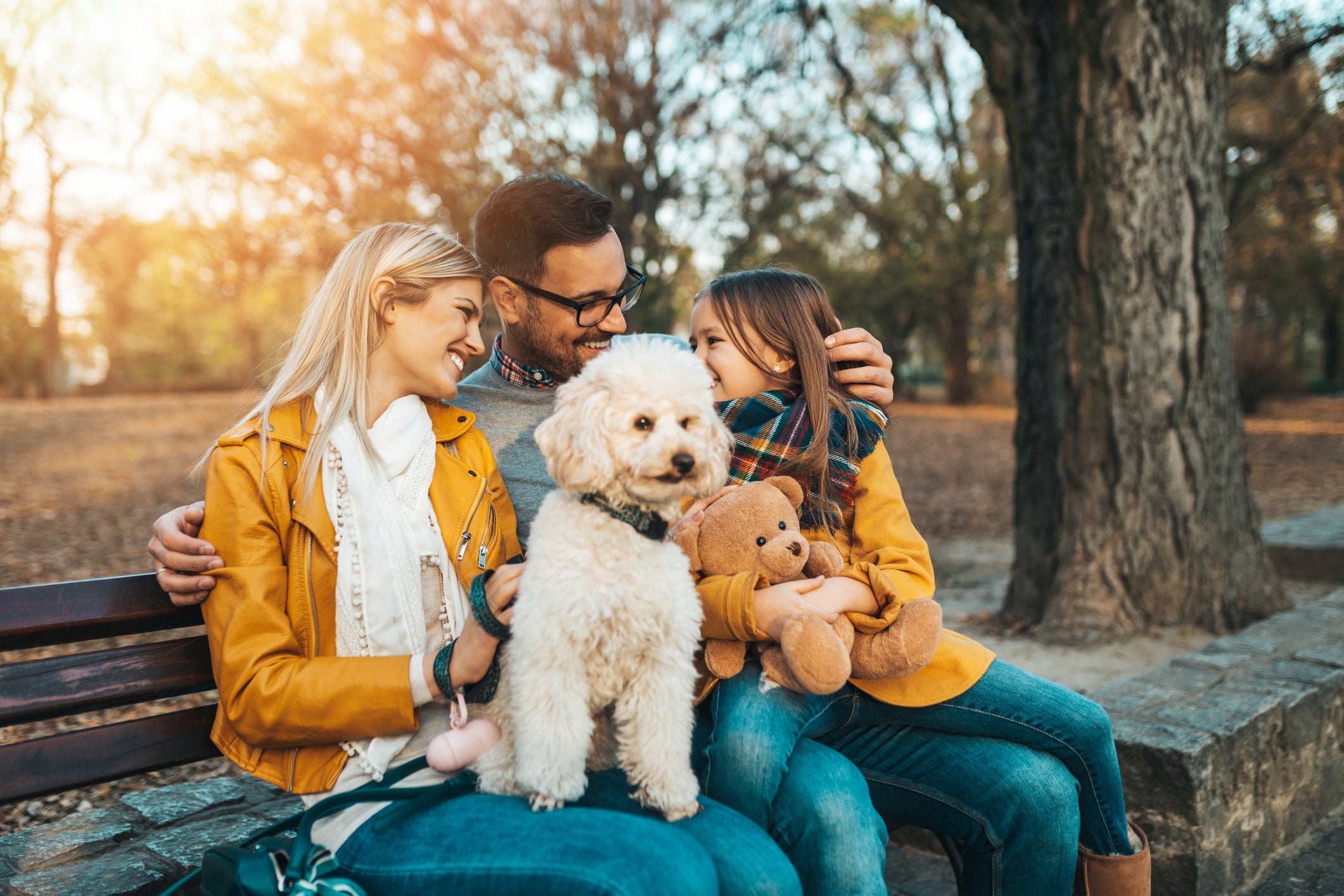 O Poodle é um cãozinho simpático e carinhoso