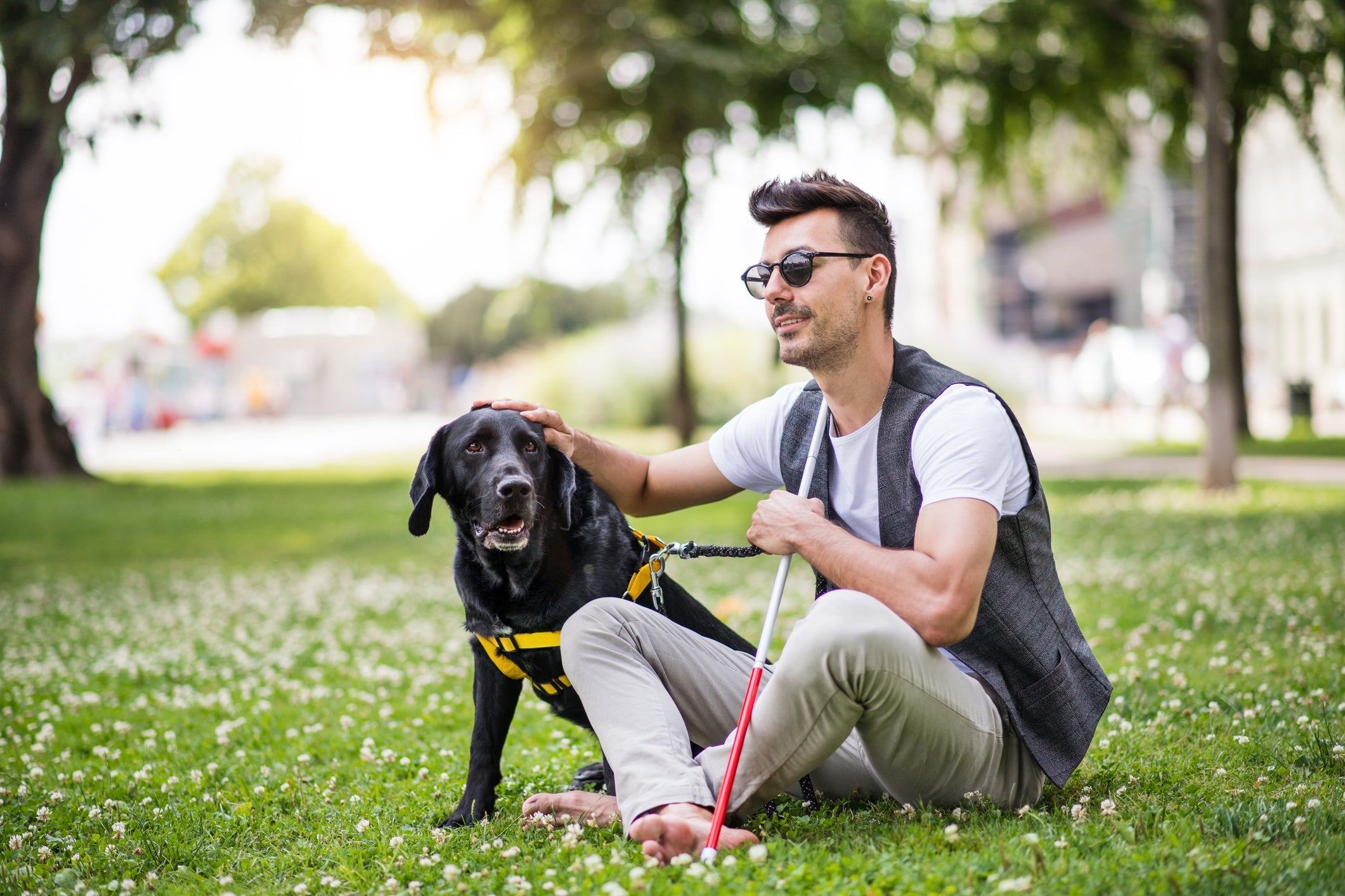 O cão guia aposentado precisa ter uma vida mais tranquila para envelhever com conforto