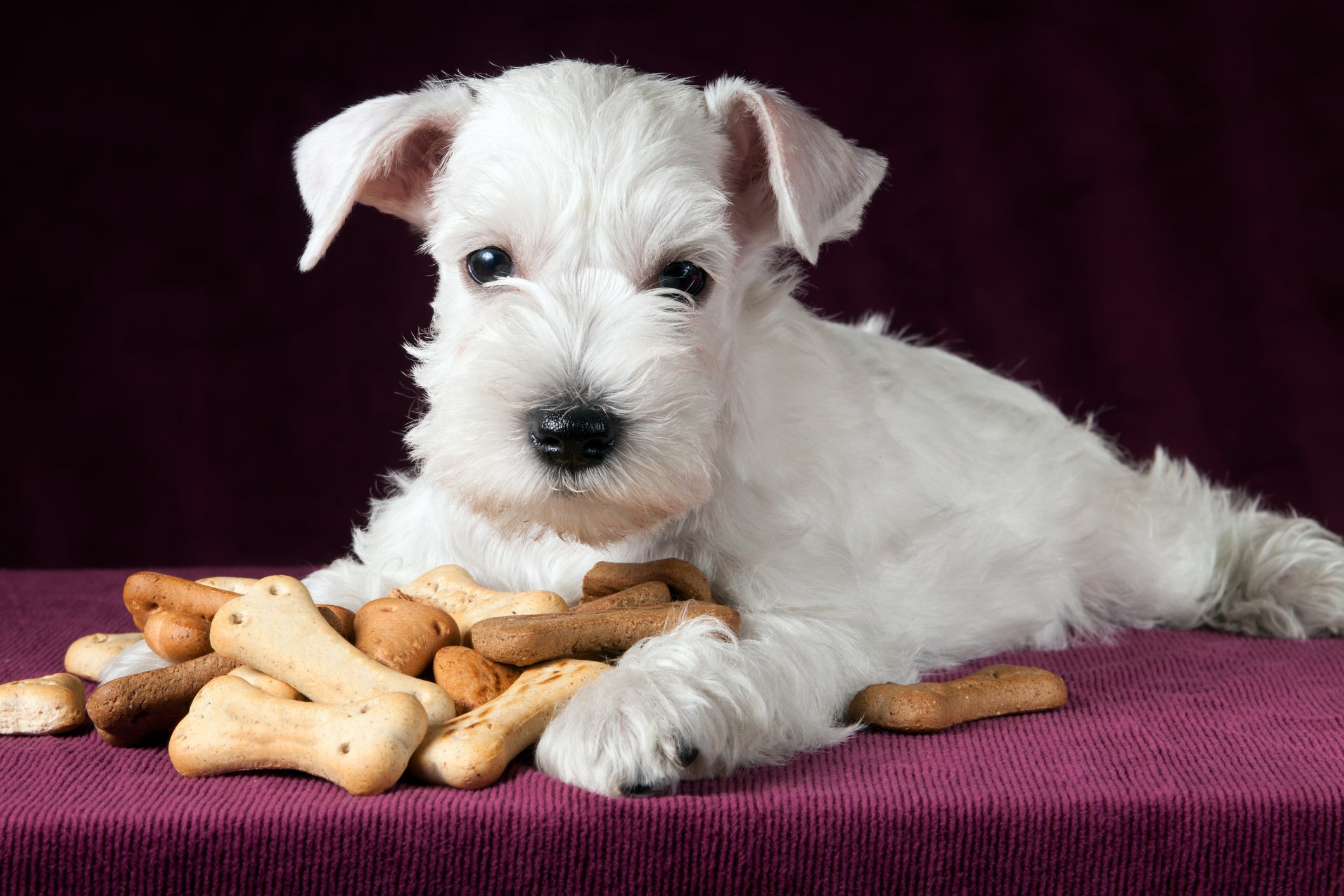 Como engordar cachorro: oferecer petiscos ocasionais pode ajudar nessa missão