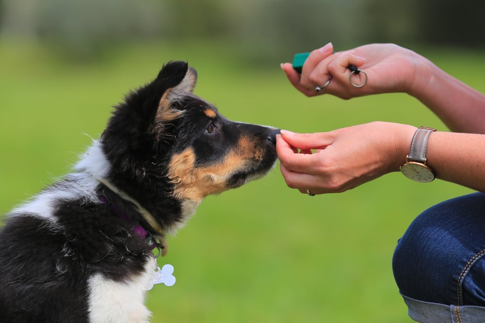 Como ensinar cachorro a sentar: clicker para cães é uma ferramenta importante no adestramento canino. 
