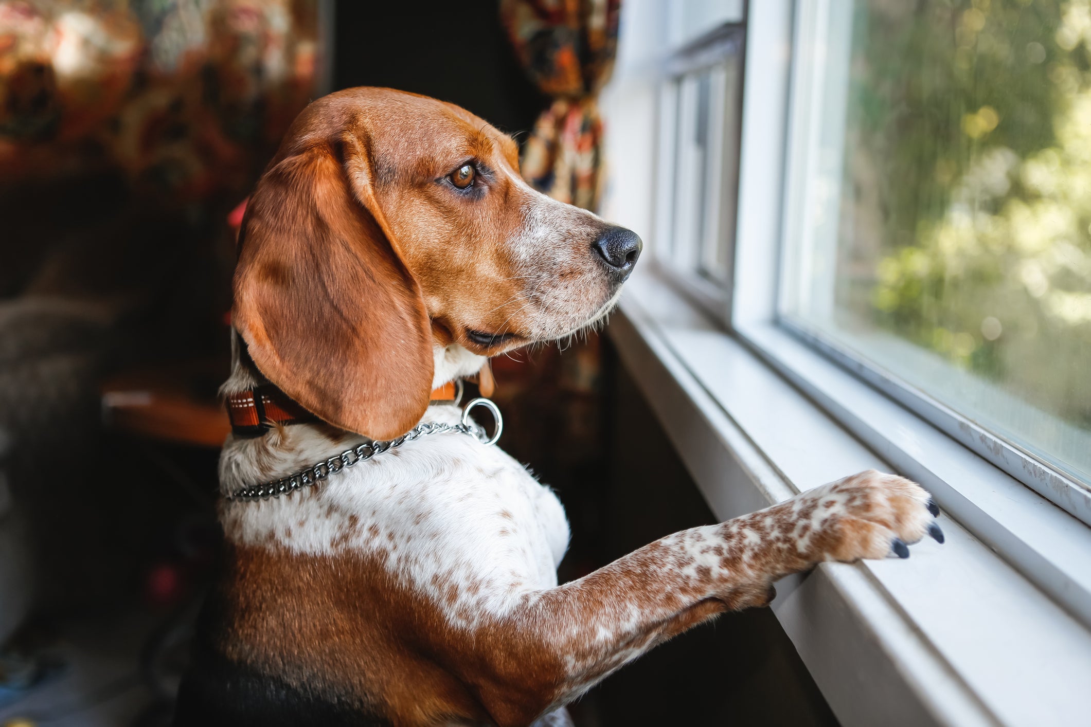 Cachorro sente saudade do outro cão assim como nós e também passa pelo luto