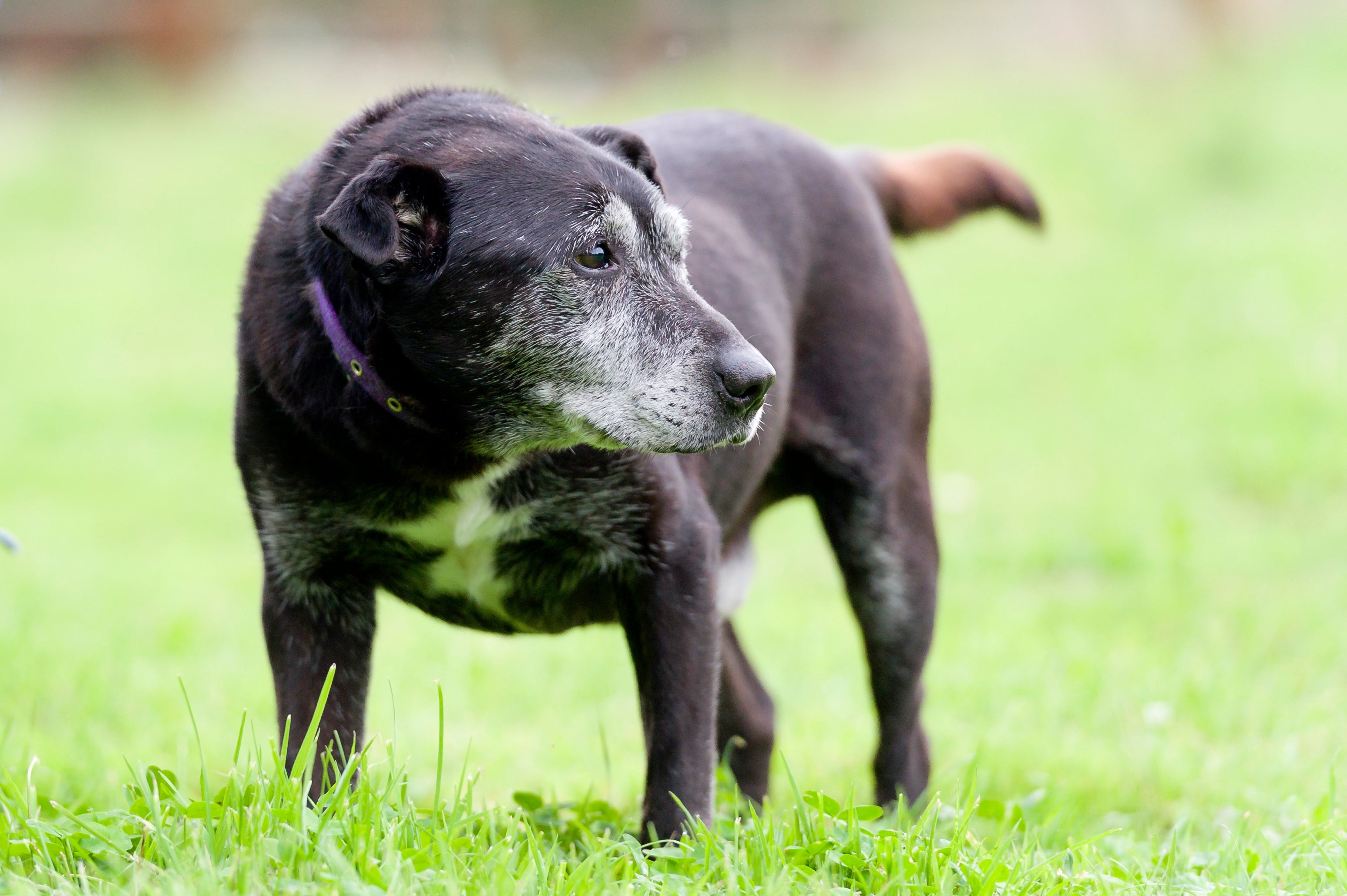 Cachorro idoso: fique de olho nos sinais para saber quando o seu amigo de quatro patas quer ir ao banheiro