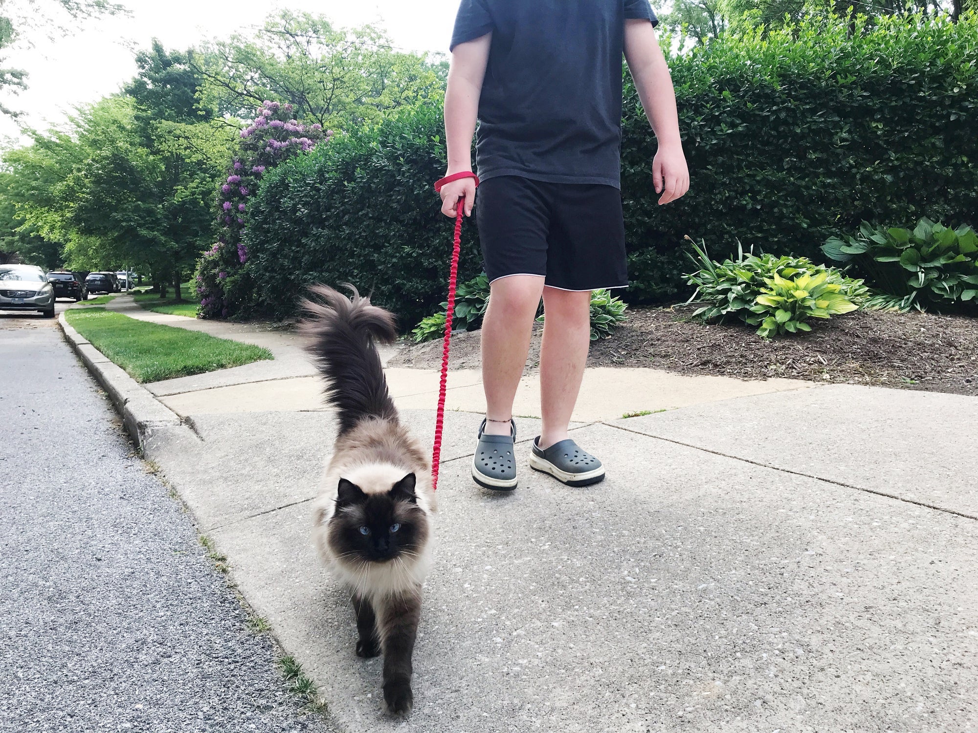 Você vai levar gato para passear, mas é ele quem decide a hora em que está pronto para colocar as patinhas para fora