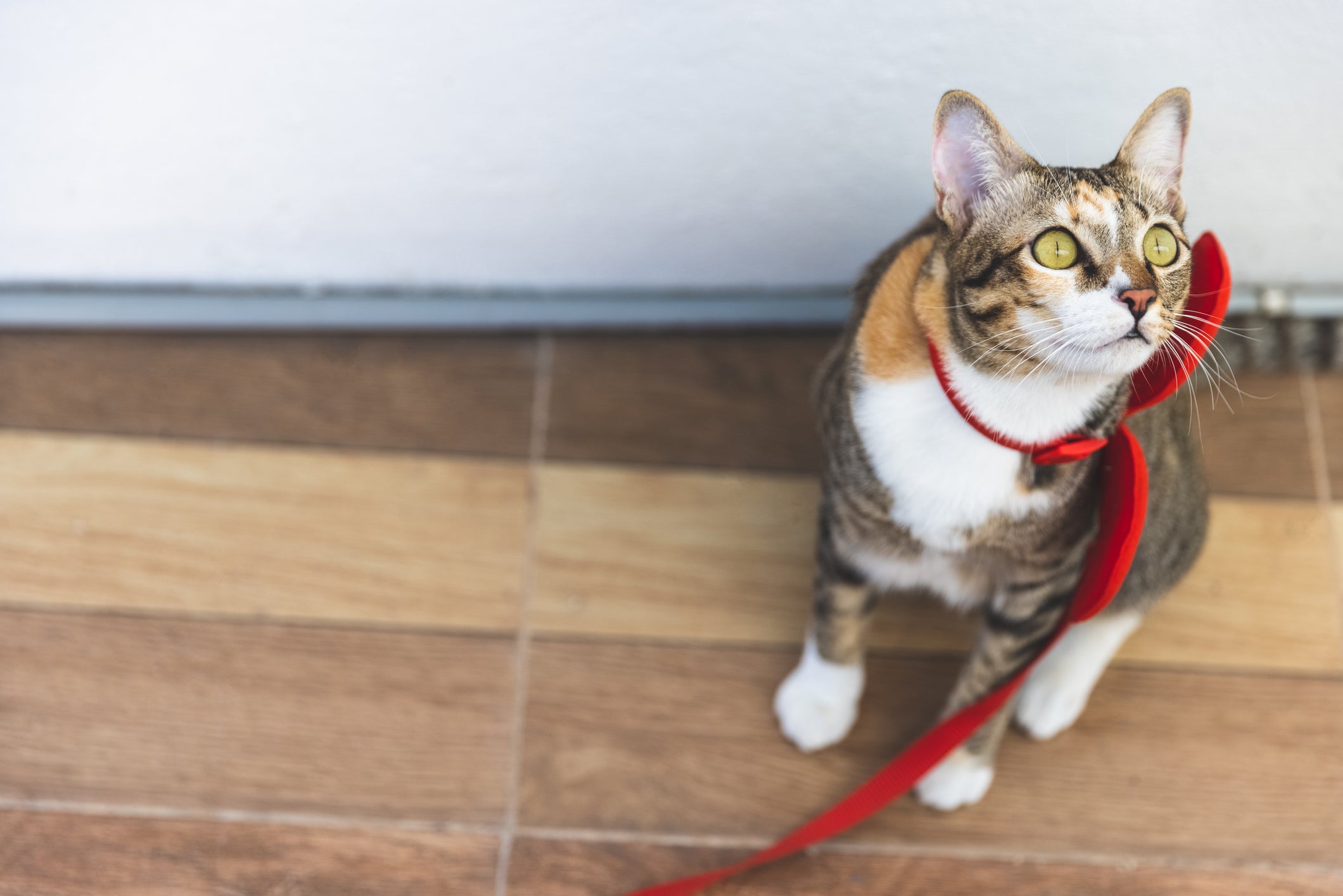 Coloque o peitoral no gato e deixe que ele se acostume com o acessório antes de sair de casa