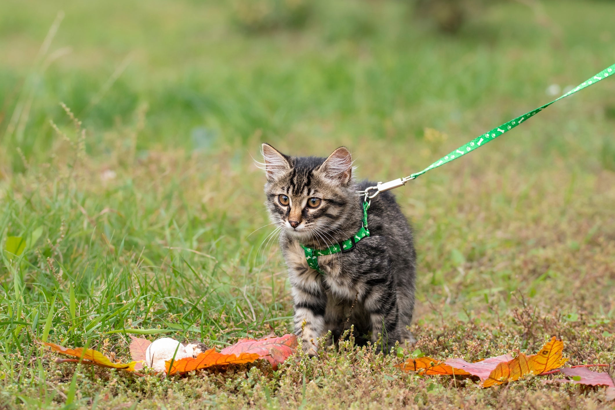 É comum ver os gatos ronronando quando eles estão explorando um novo ambiente