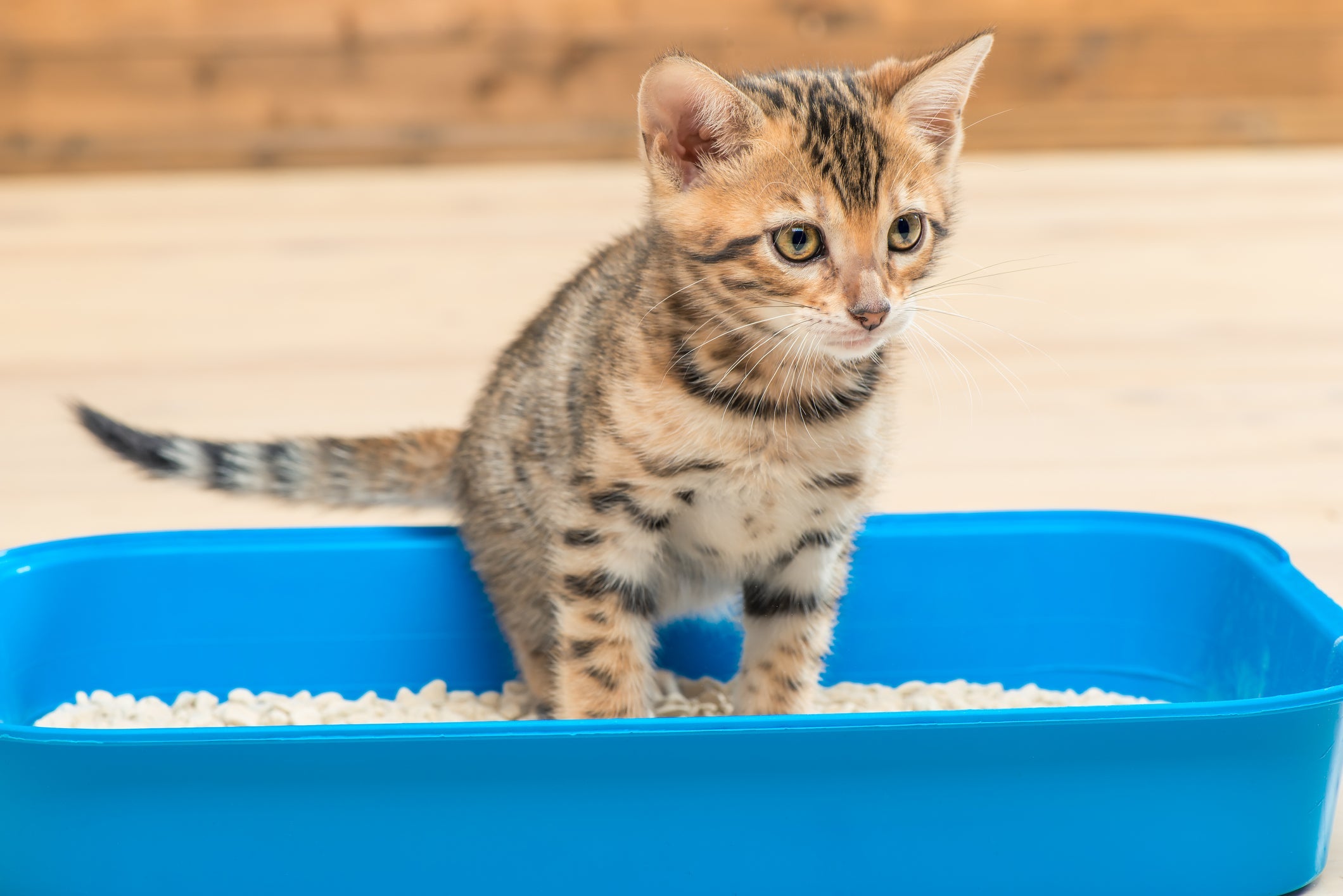 Gato filhote com diarreia pode ser alimentação, contato com parasitas ou doenças transmissíveis
