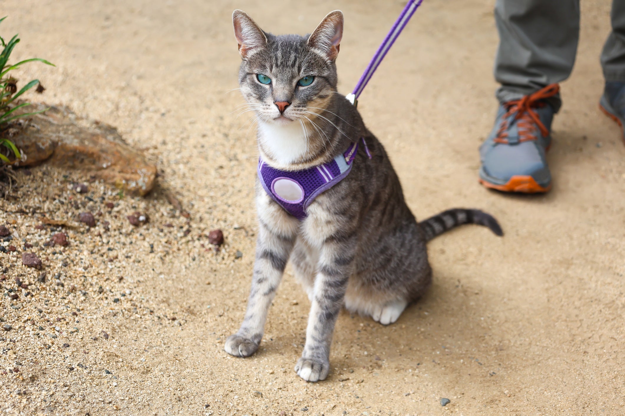 Jamais deixe o gato passeando sem supervisão e esteja sempre alerta aos comportamentos dele