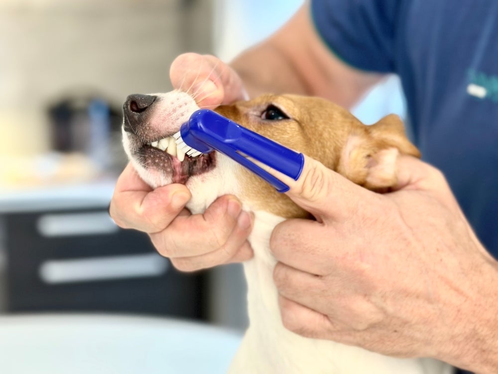 A dedeira é uma escova de dente para cachorro prática 