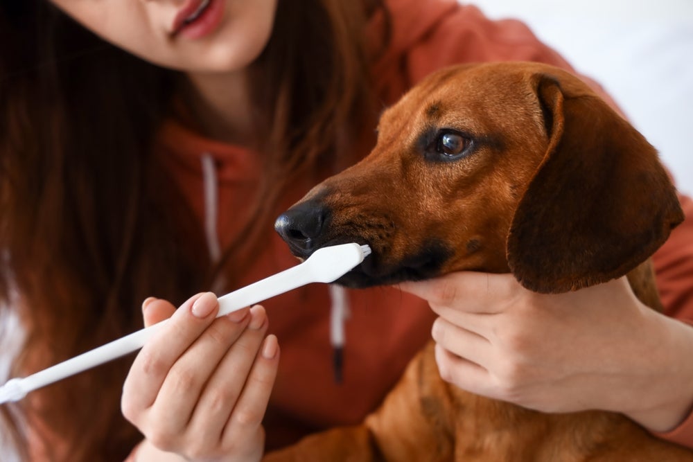 A escova de dente para cachorro deve ser bem macia