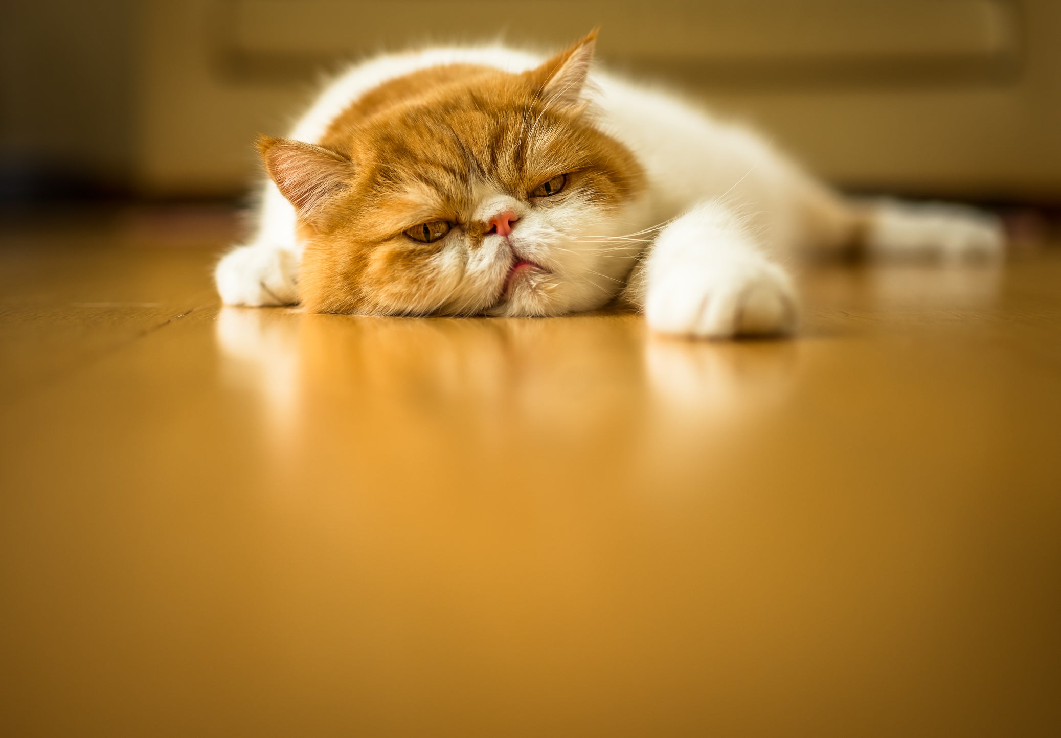 Tem um gato preguiçoso? A gatificação da casa pode ajudar a combater isso!