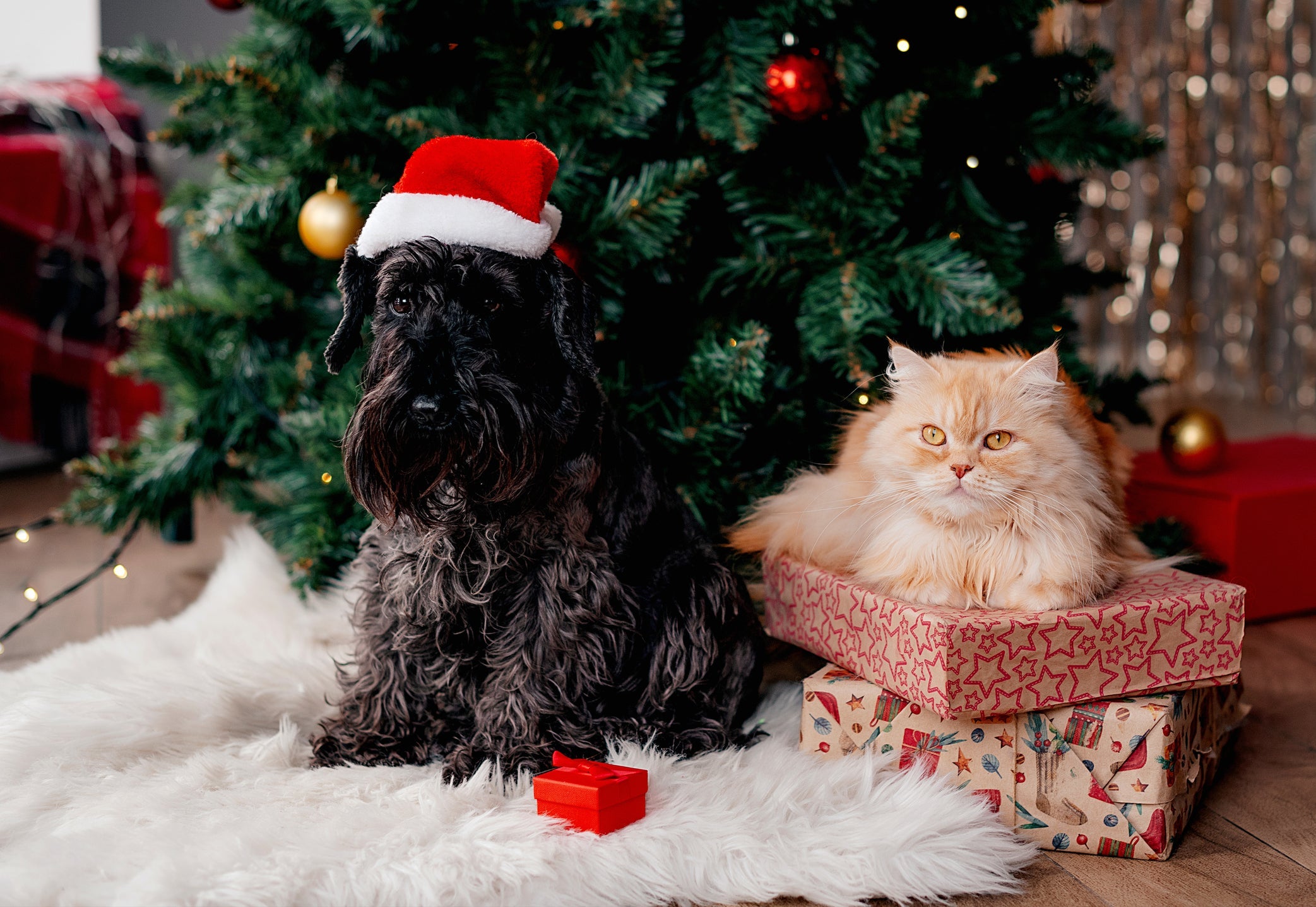 Para evitar fuga de gato ou cachorro nas festas de fim de ano, reserve um ambiente seguro para eles