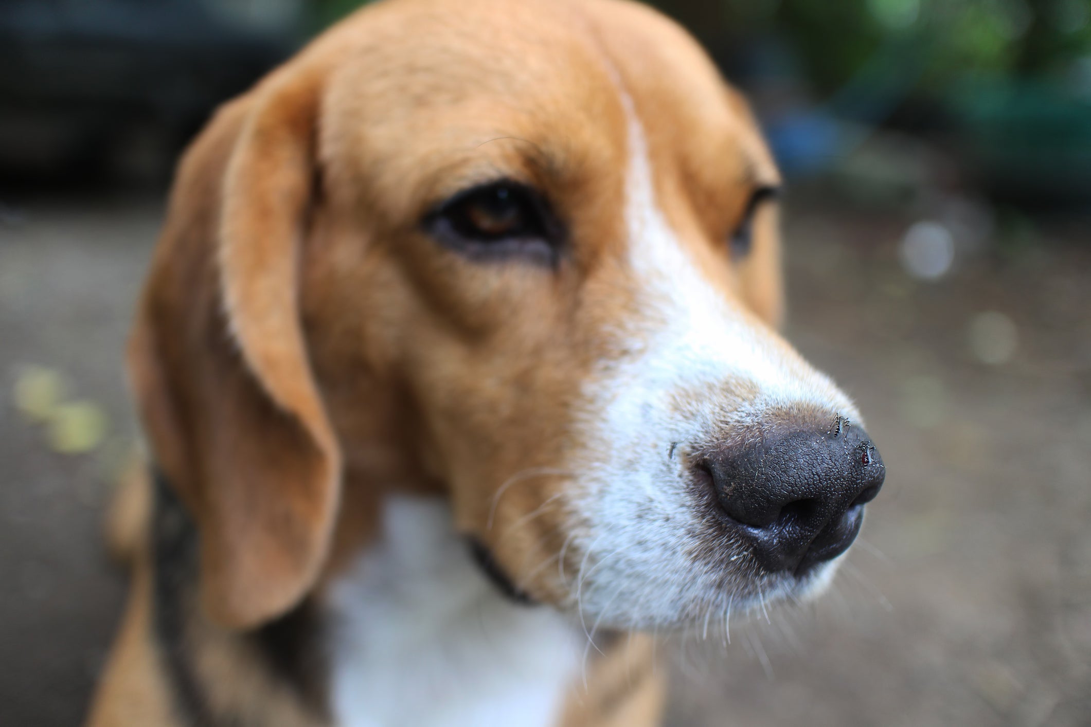 O Beagle é um cachorro policial com um faro super apurado