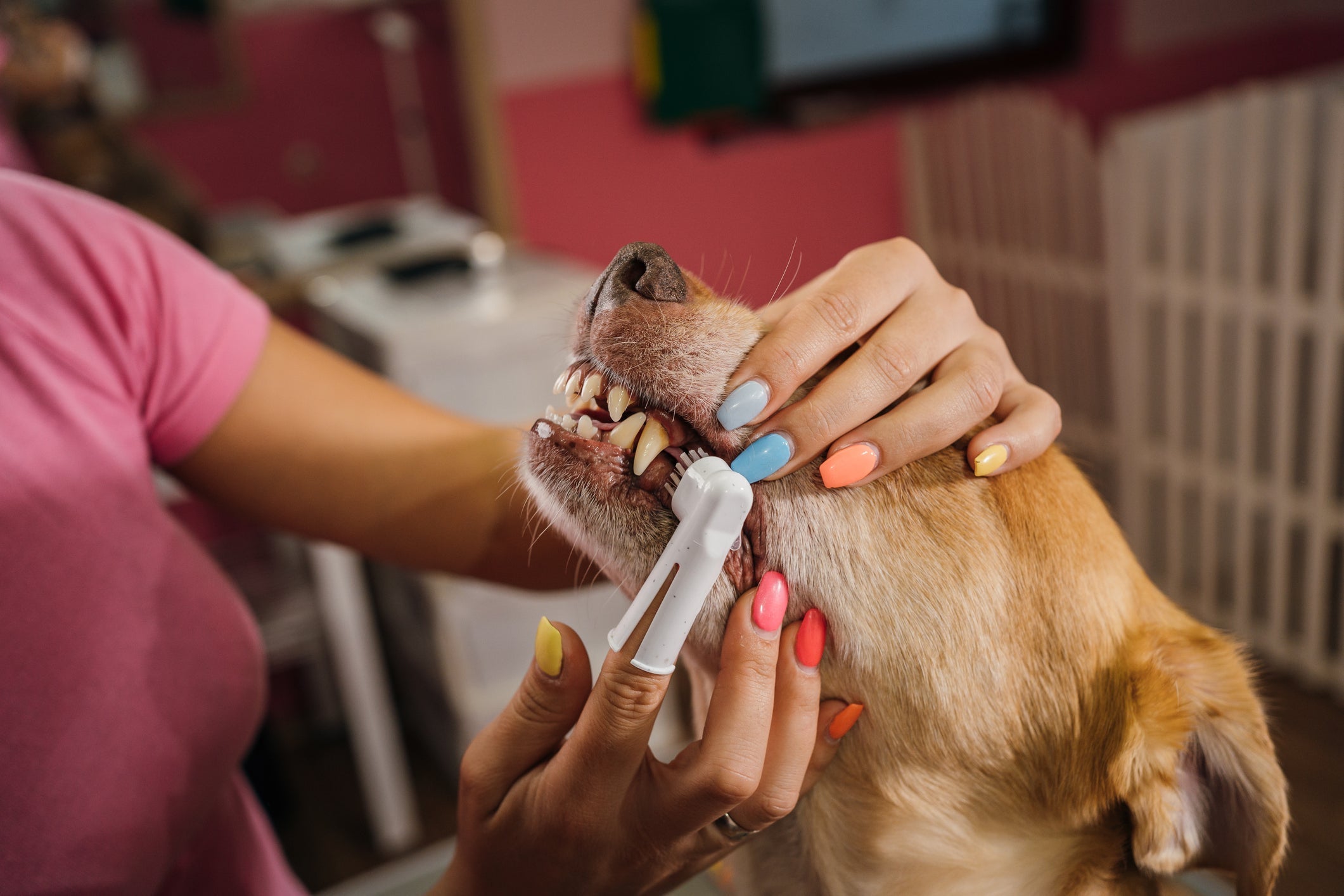 A escovação regular dos dentes do cachorro é essencial para manter a saúde bucal canina em dia