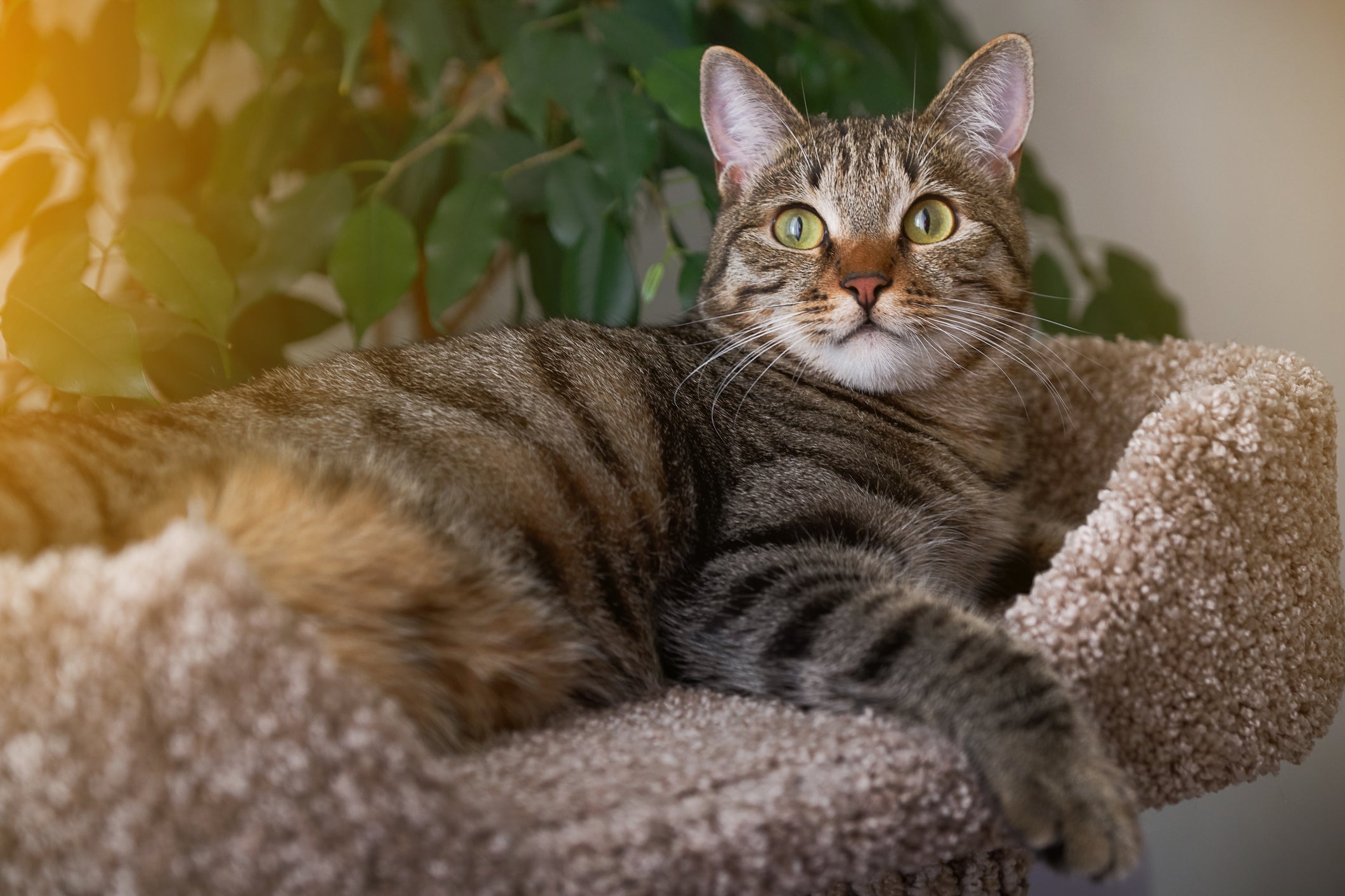 Adaptação: gatos têm maneiras diferentes de se comportar durante adaptação ao novo lar.
