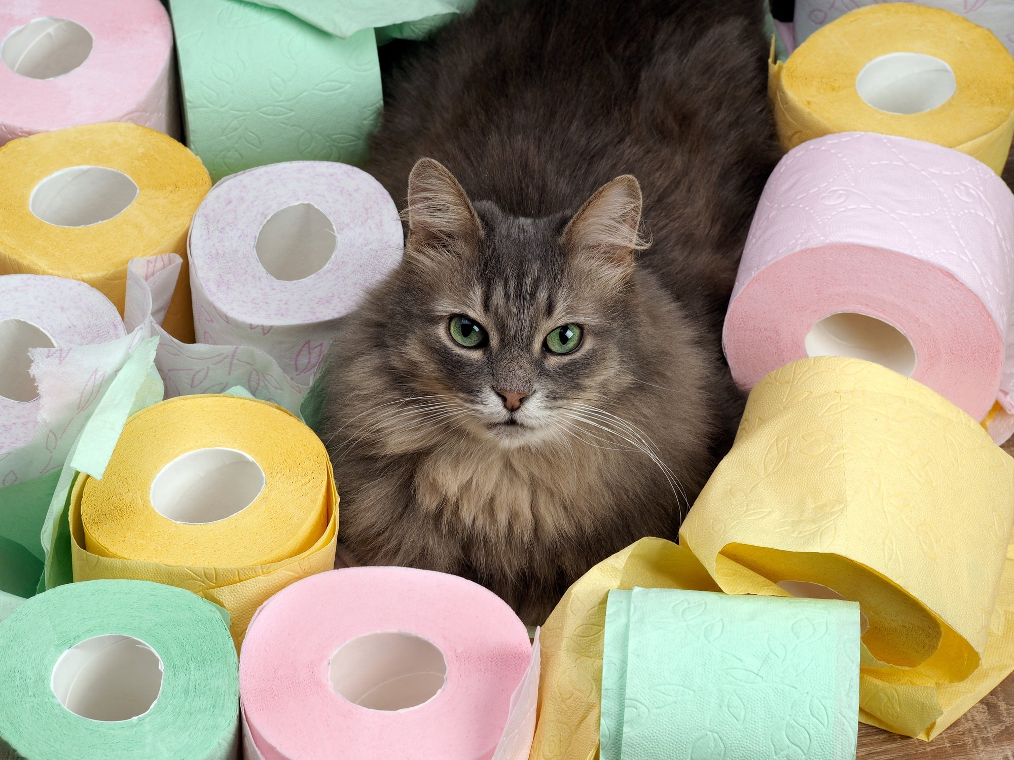 Brinquedo de gato caseiro: até mesmo um rolo de papel higiênico pode divertir os felinos