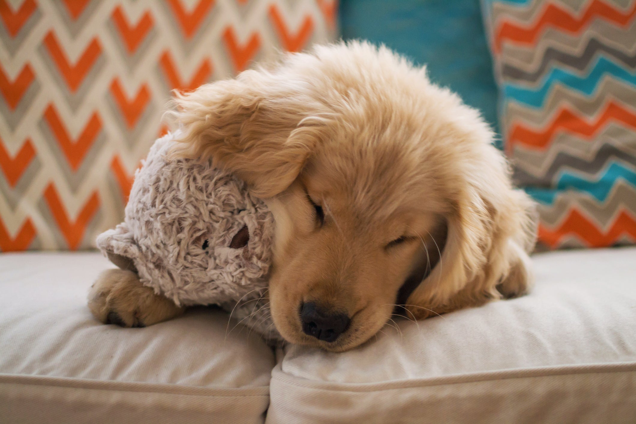 Quando adulto, o cachorro tem pesadelo e sonha mais. O filhote dorme mais e sonha menos.