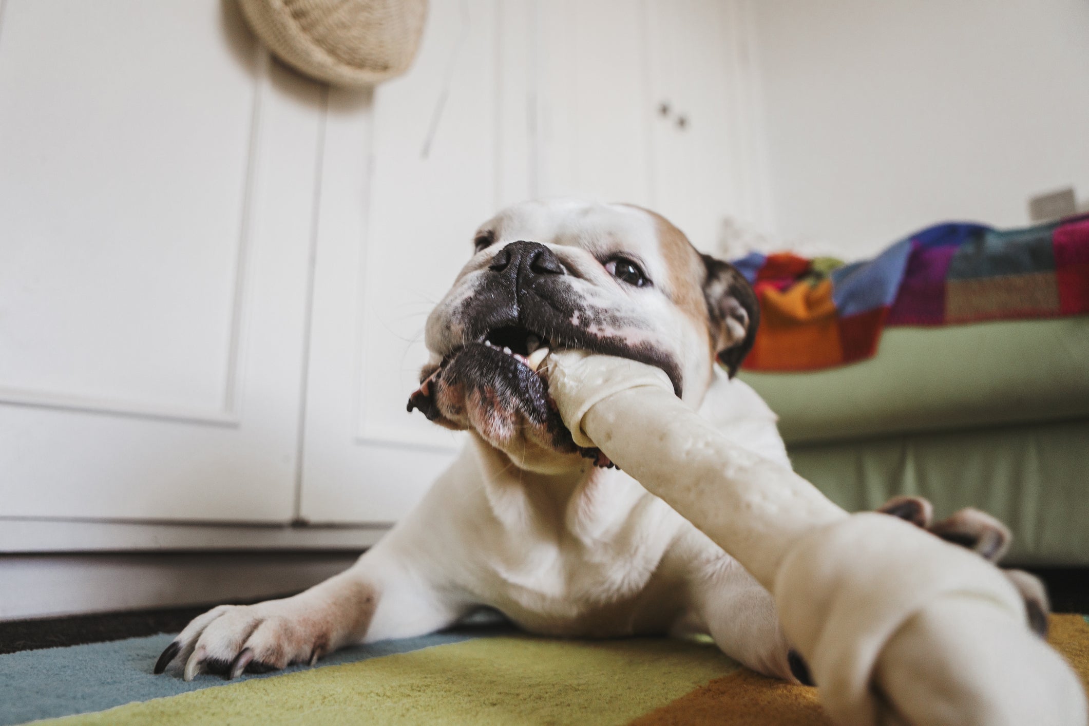 Como fazer o cachorro parar de morder: alguns brinquedos podem ajudar a redirecionar esse hábito.