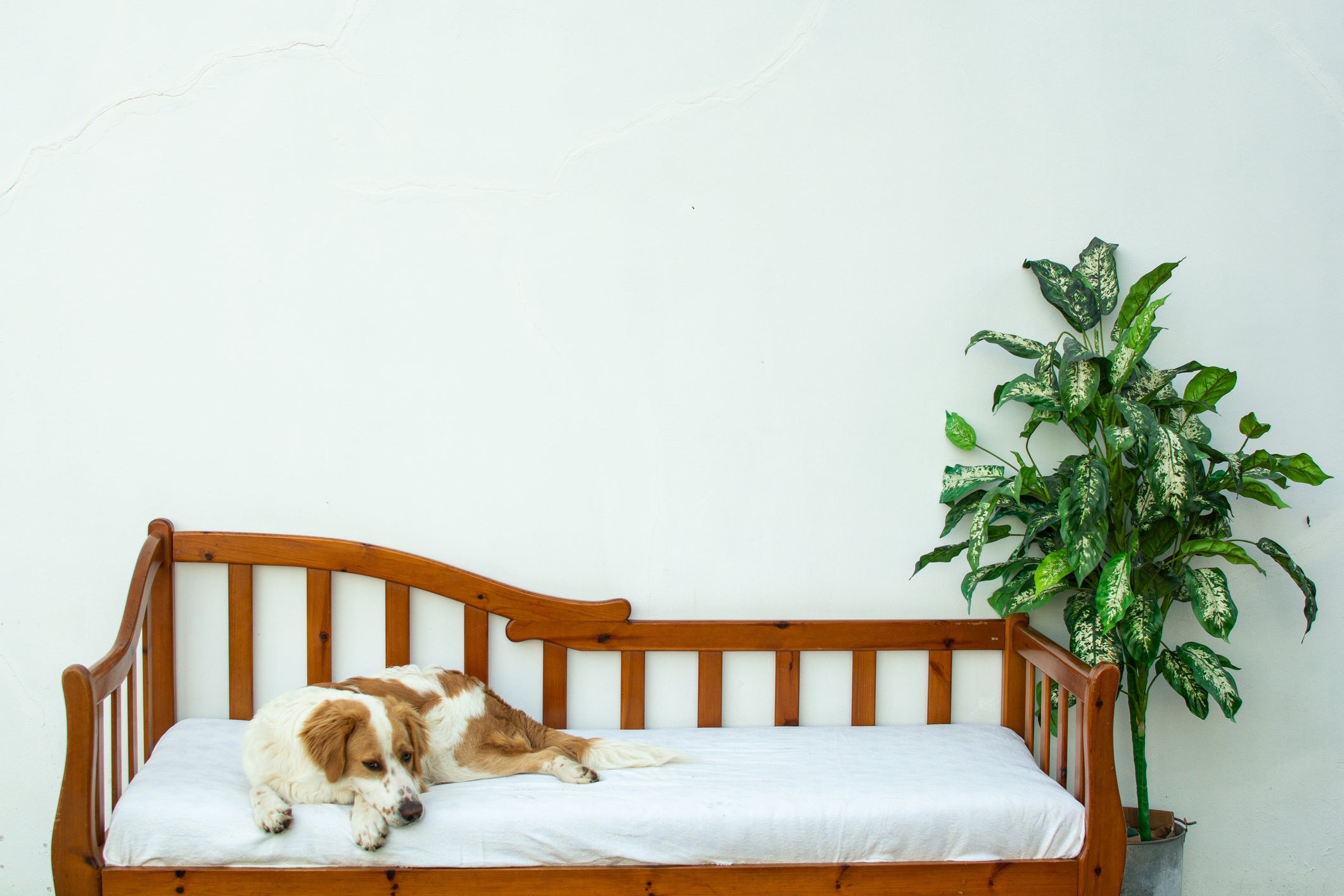 No tratamento do botulismo, cachorro deve ficar em local acolchoado e ter a posição trocada regularmente