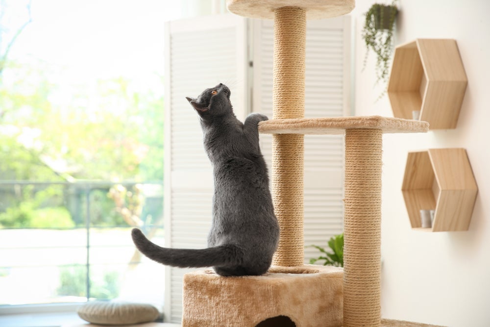 Como fazer o gato confiar em você: aposte no enriquecimento ambiental para deixar o pet confortável