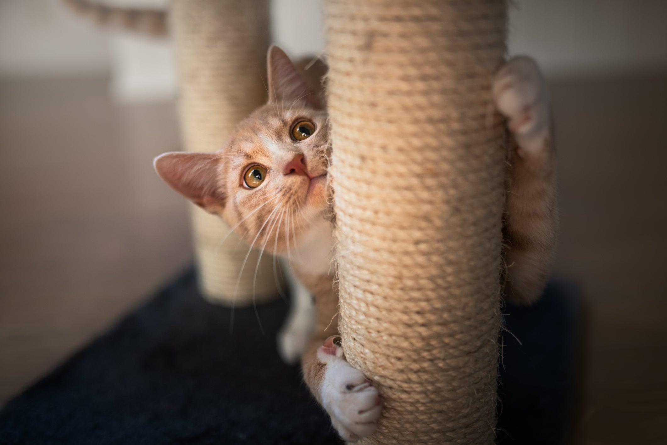 Como fazer o gato parar de arranhar o sofá? Invista em um arranhador!