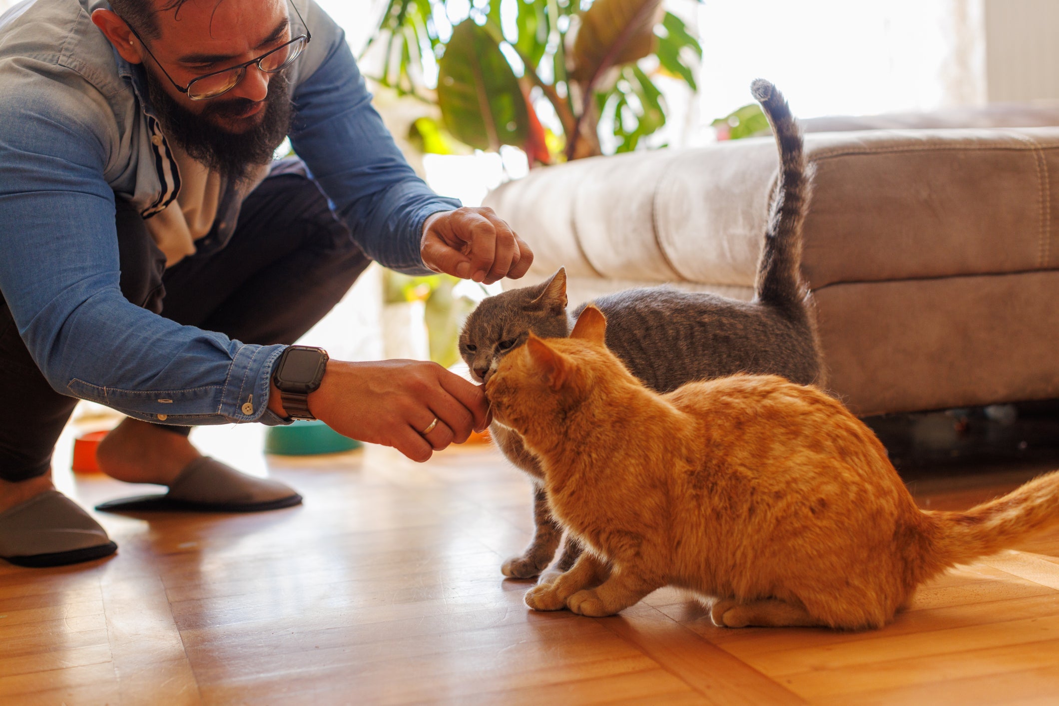 Introdução gradual, reforço positivo e muita paciência são essenciais na hora de socializar gatos adultos