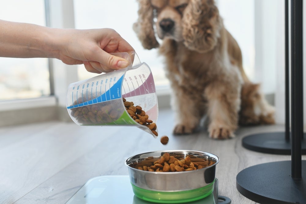 Uma forma de como fazer o cachorro comer devagar é dando comida em horários regrados