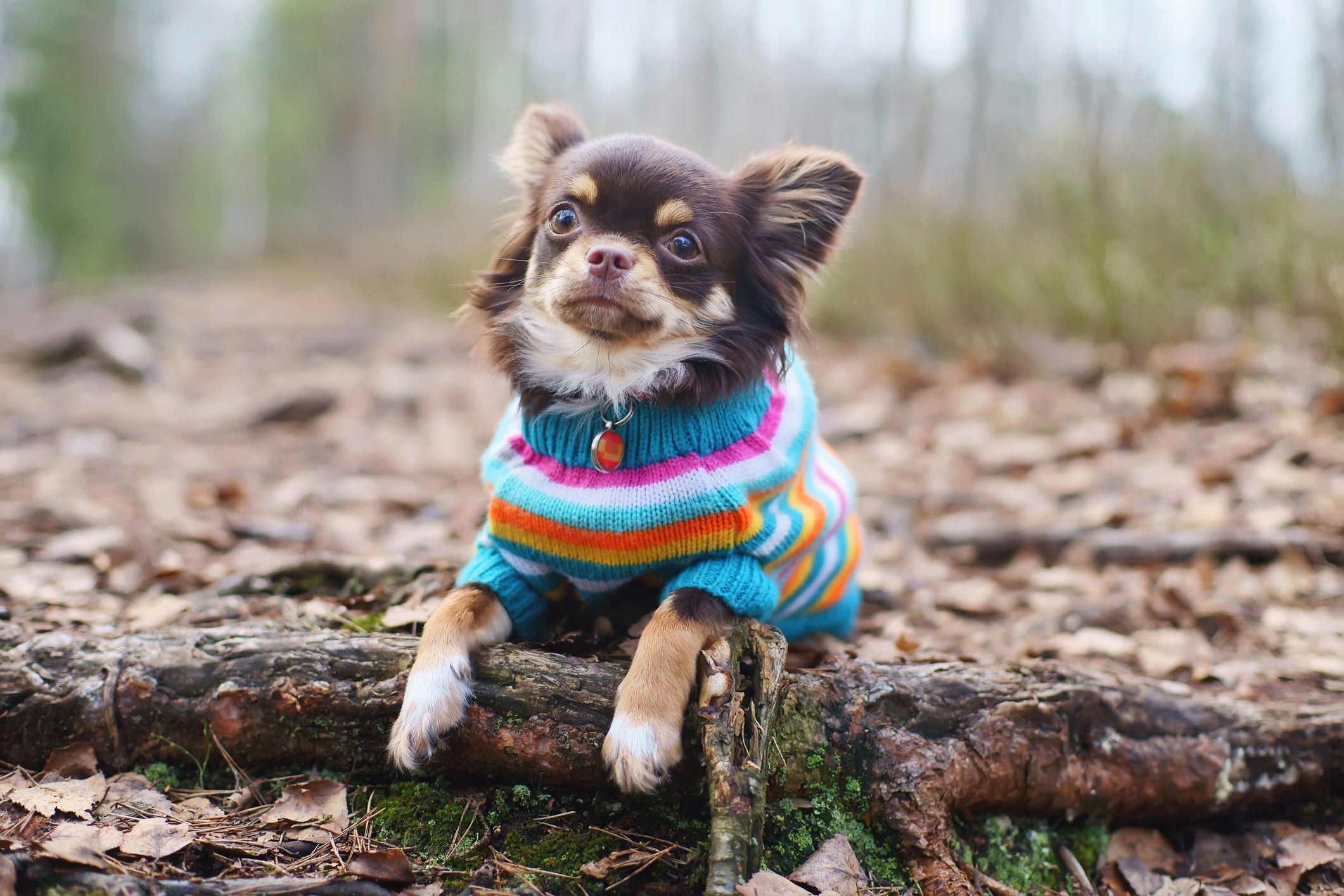 A roupa de cachorro pode ser feita com peças que você já tem em casa ou materiais baratos