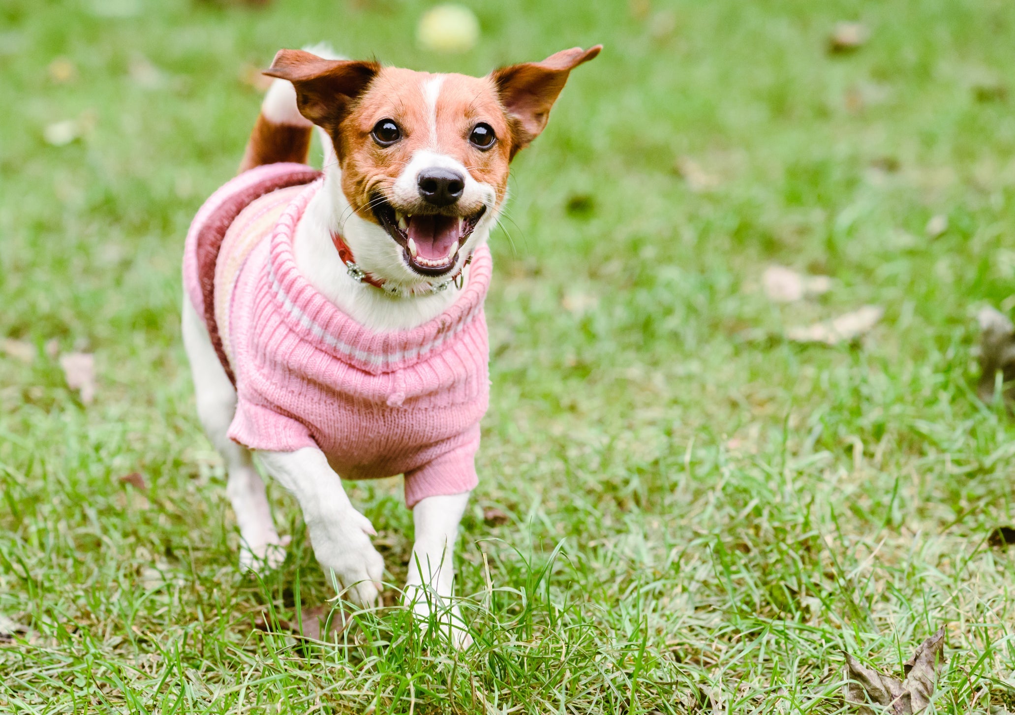 A finalização é fundamental para garantir que a roupa para cachorro fique perfeita para o tamanho do animal
