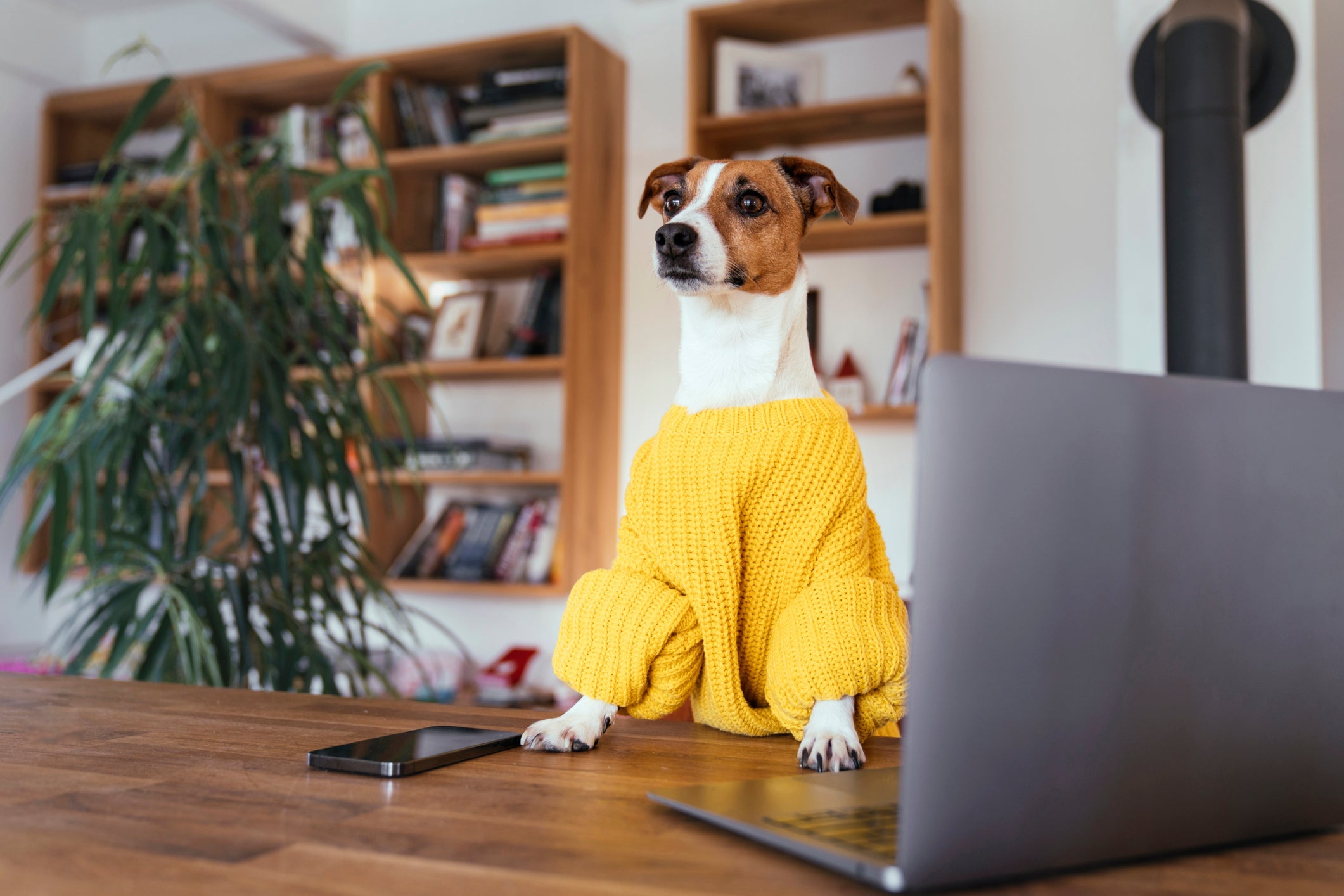 O processo de como fazer roupa de cachorro pode ficar ainda mais especial se você der um toque especial no final