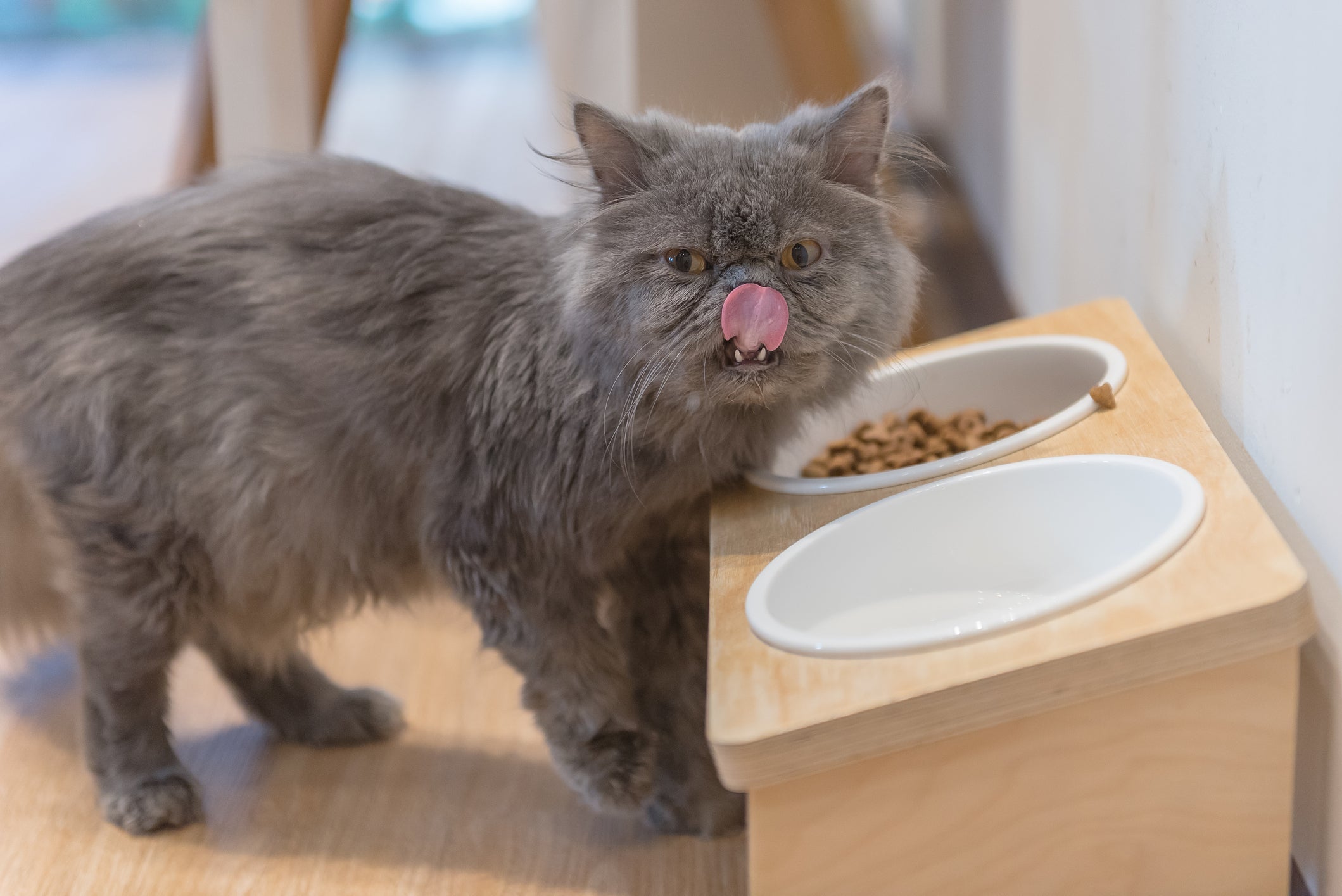 Comedouro para gatos: é importante manter o potinho na altura dos cotovelos do felino para evitar refluxo e problemas de digestão