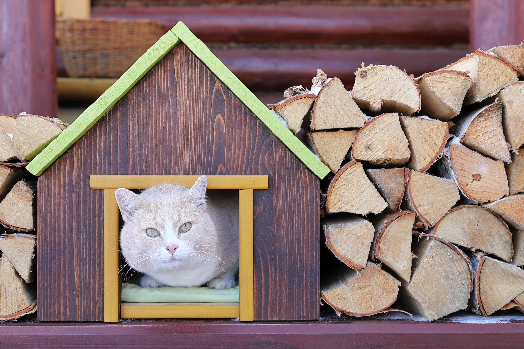A toca de gato é perfeita para os felinos mais reservados que amam um cantinho escondido