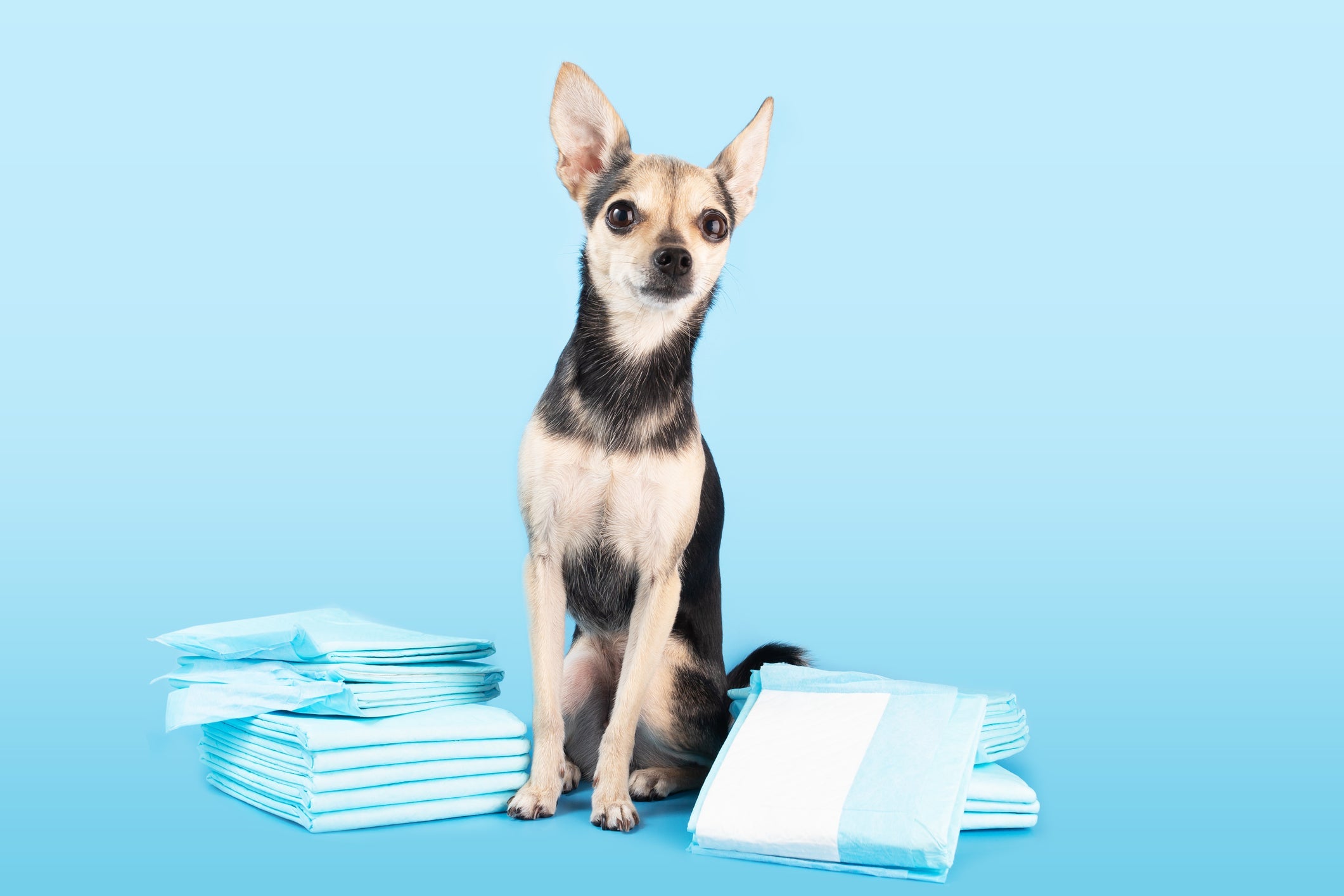 O absorvente para cachorro só deve ser utilizado para conter o sangramento, por isso o pet não deve usar o item o tempo todo