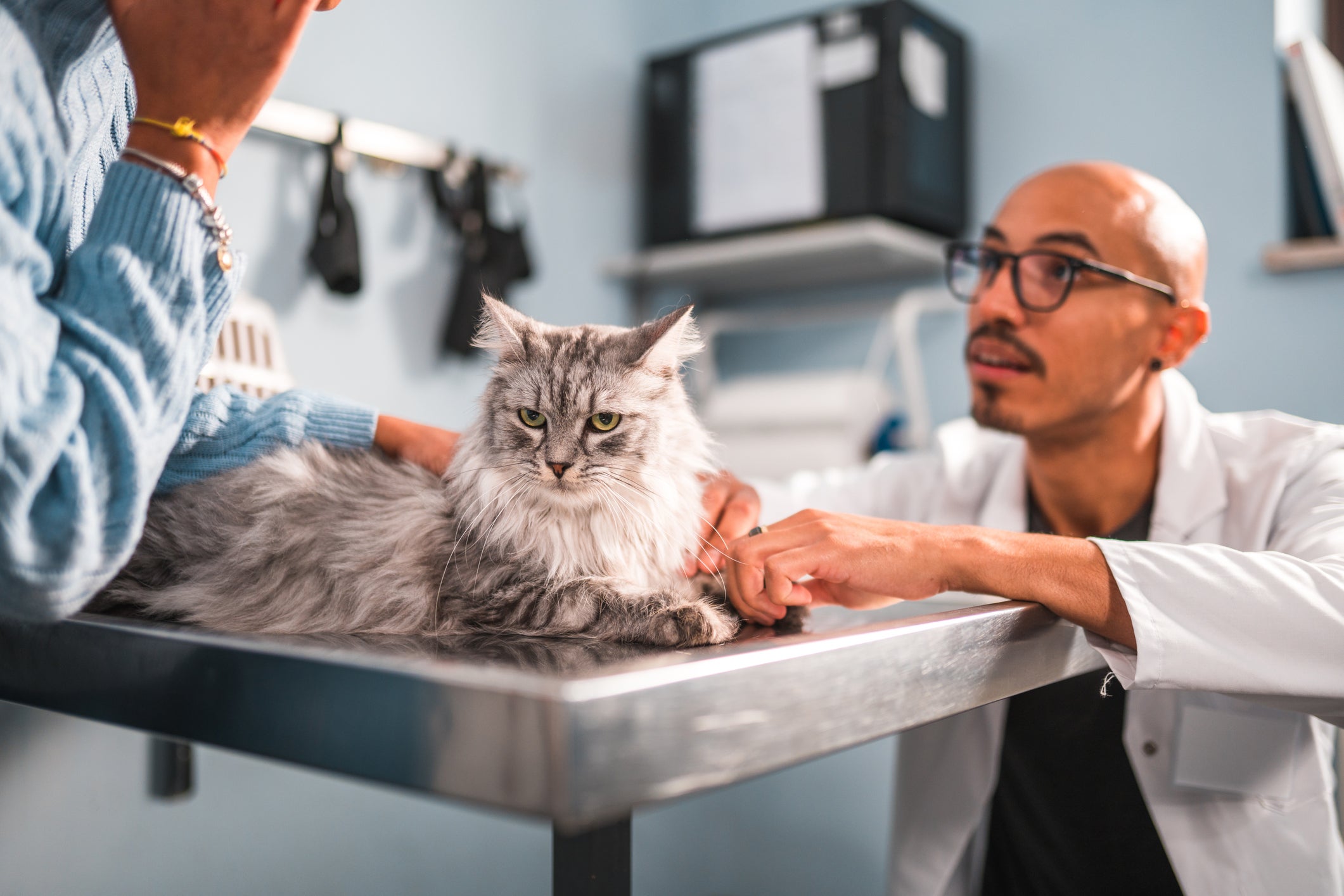 Ter uma segunda pessoa para segurar o gato facilita o uso do aplicador de comprimidos