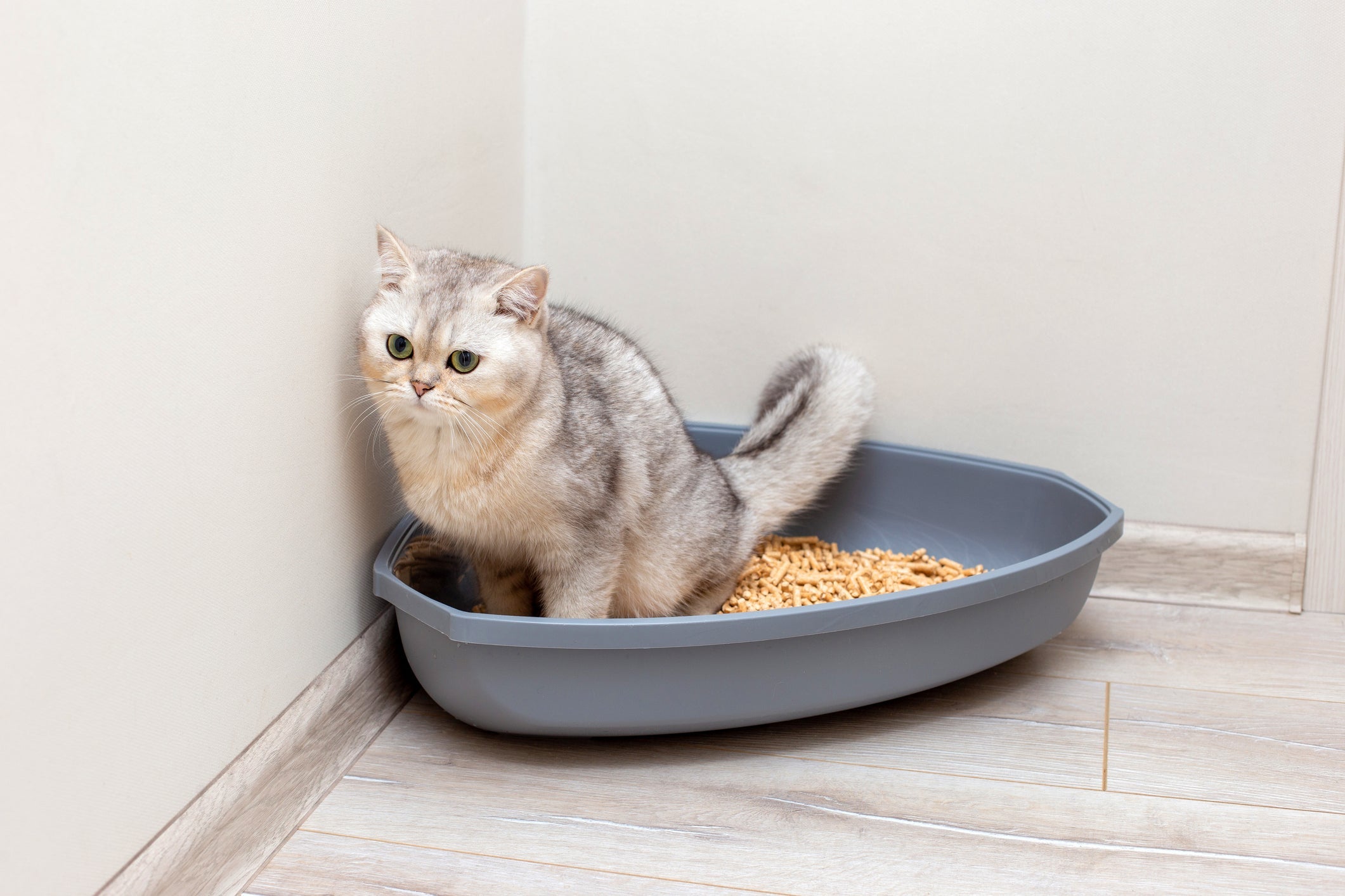 A caixa de areia para gatos deve estar em um lugar de fácil acesso