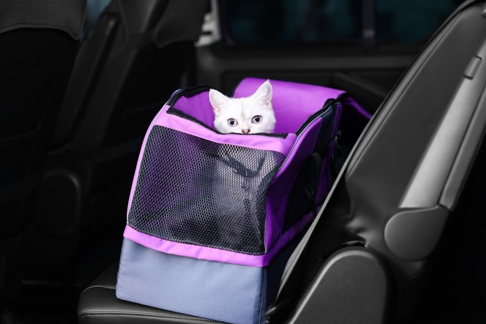 A caixa de transporte para gatos com abertura superior proporciona mais controle para o tutor ou veterinário