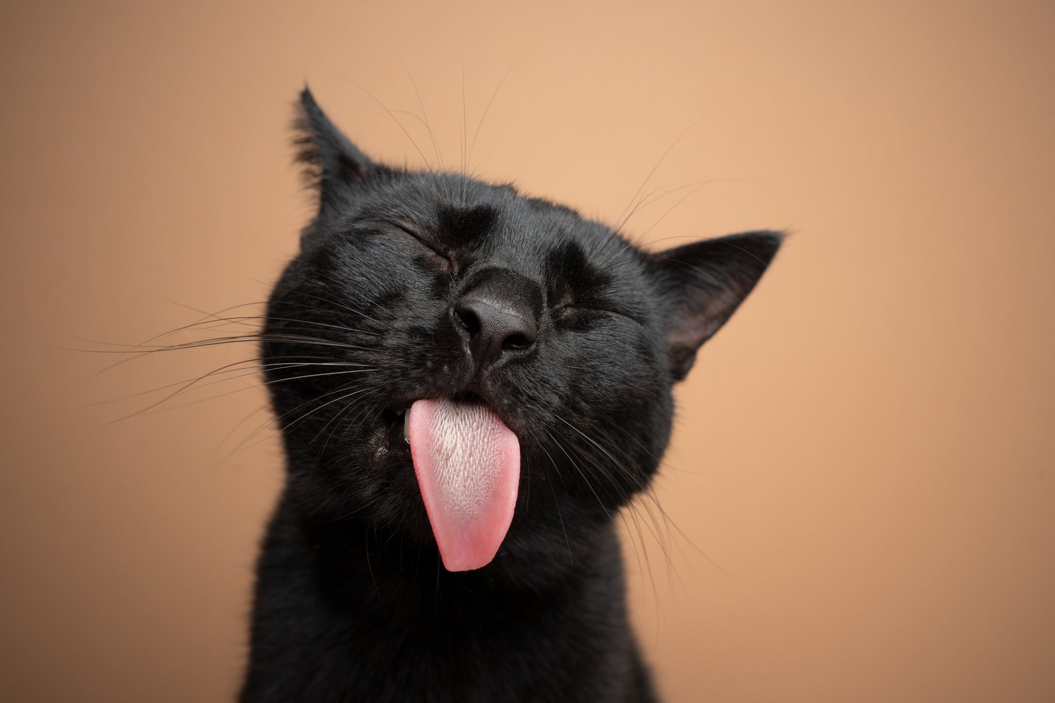 A língua dos gatos é formada por papilas filiformes que parecem espinhos
