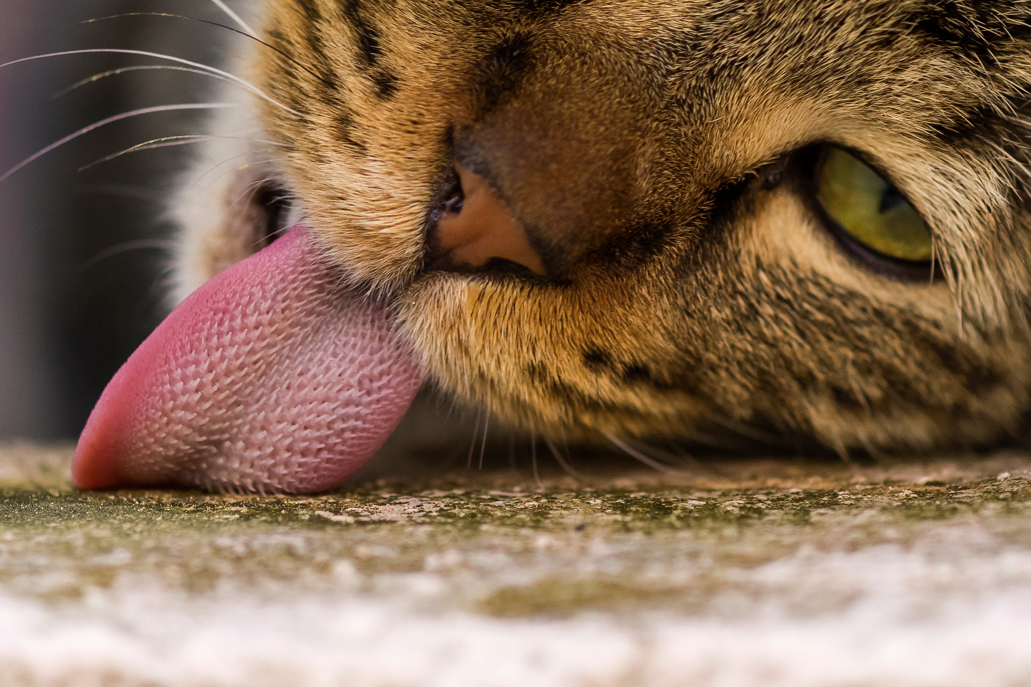 Anatomia felina: a língua do gato possui papilas filiformes que lembram pequenos ganchos