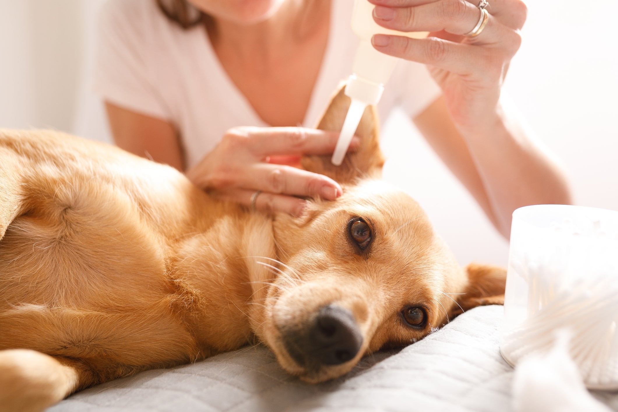 Você pode limpar ouvido de cachorro com soro ou com produto especí­fico para isso
