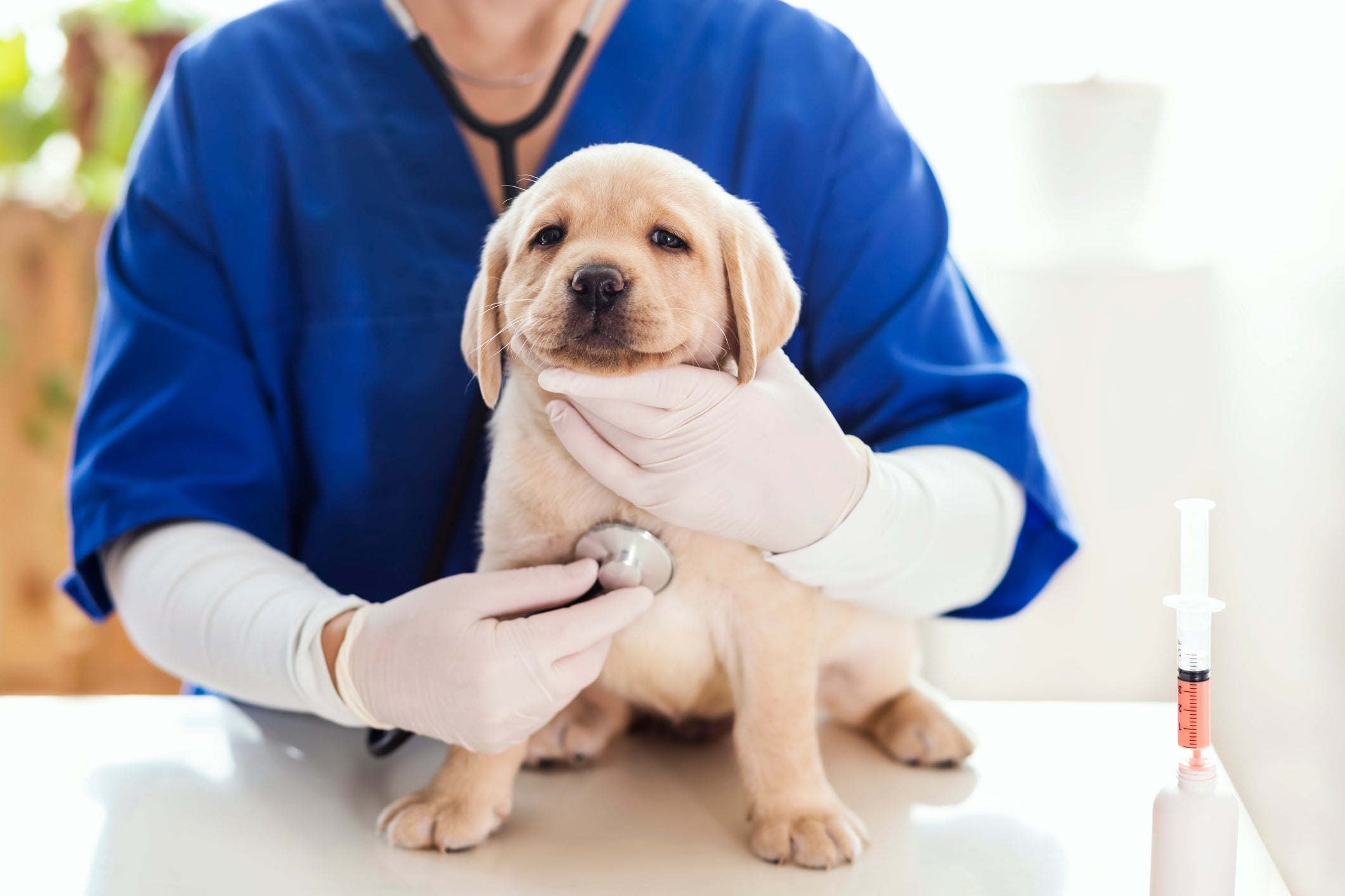 A quimioterapia em cães é um procedimento delicado e, por isso, o seu pet pode precisar de alguns cuidados especí­ficos
