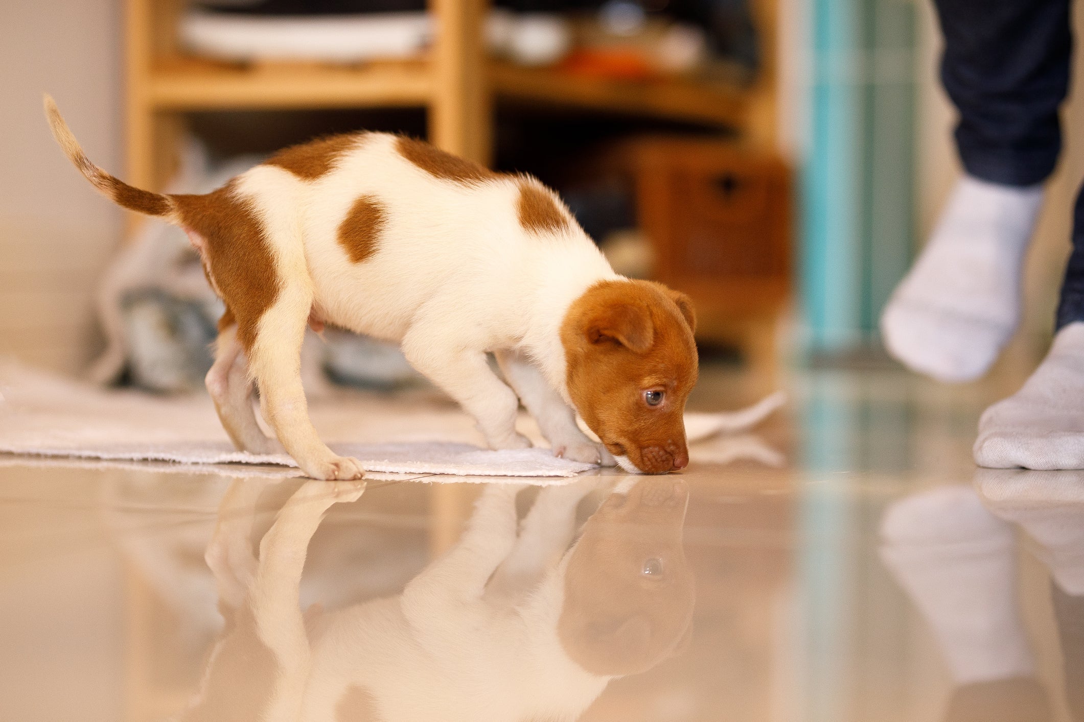 Antes de fazer o xixi de cachorro, o doguinho emite alguns sinais de que está apertado para ir ao banheiro