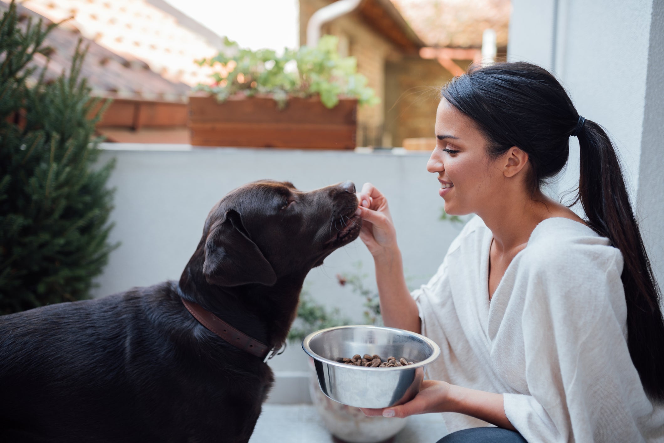 Uma das melhores dicas de como ganhar a confiança do cachorro é usando alimentos para uma associação positiva