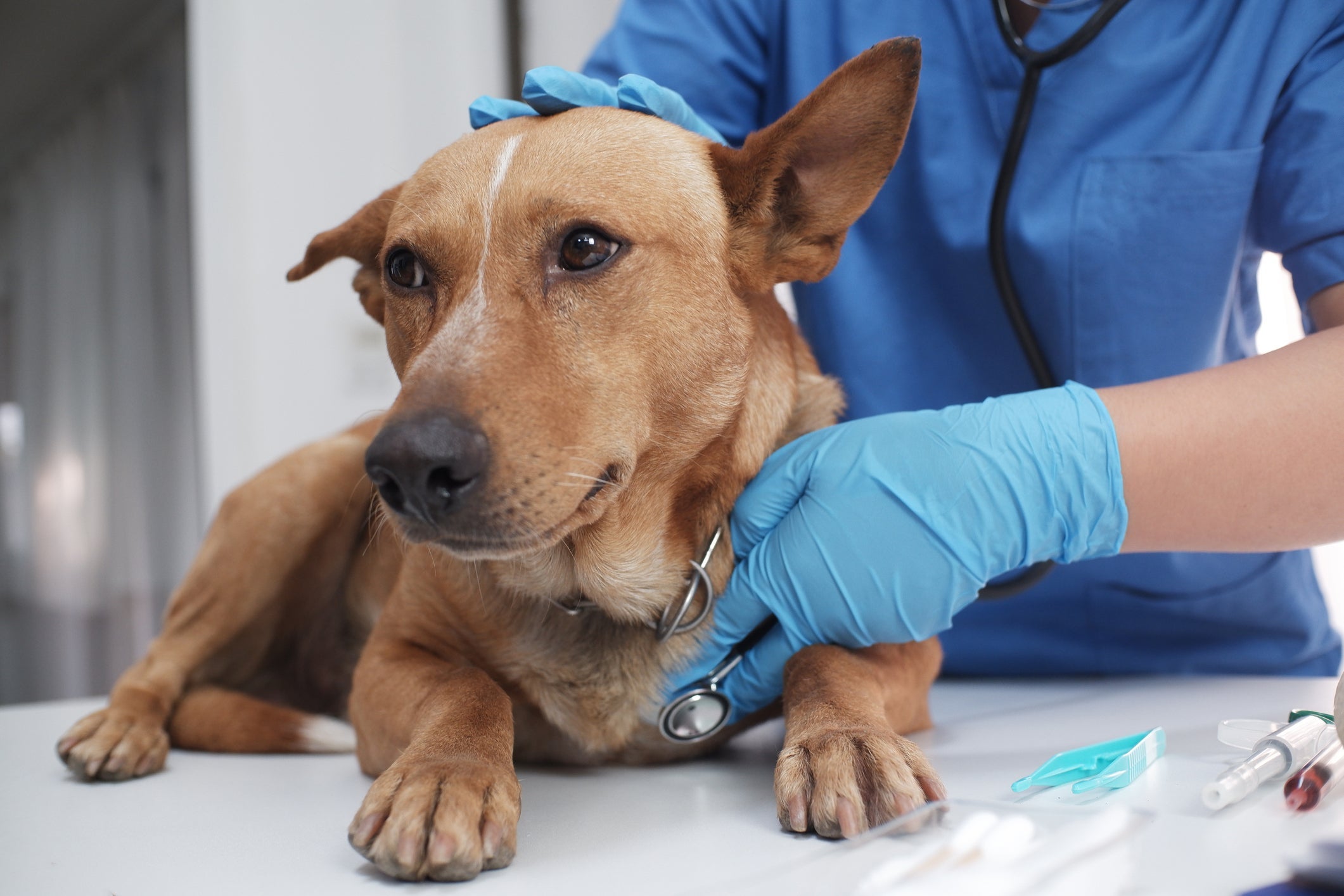 AVC em cachorro: ao identificar, o animal precisa ser levado ao veterinário imediatamente