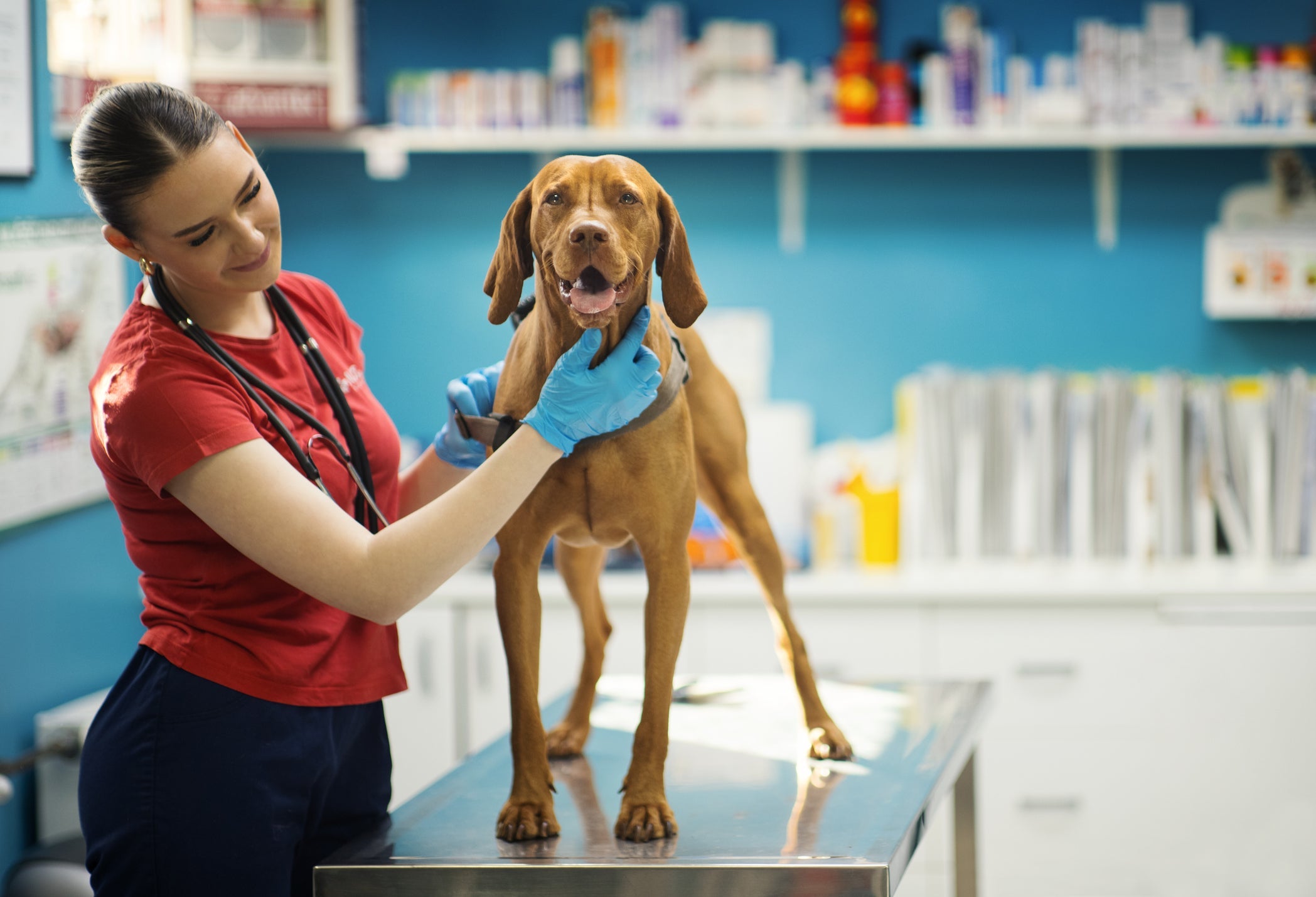Remédio para dor: cachorro precisa ser examinado por veterinário antes de tomar qualquer medicamento