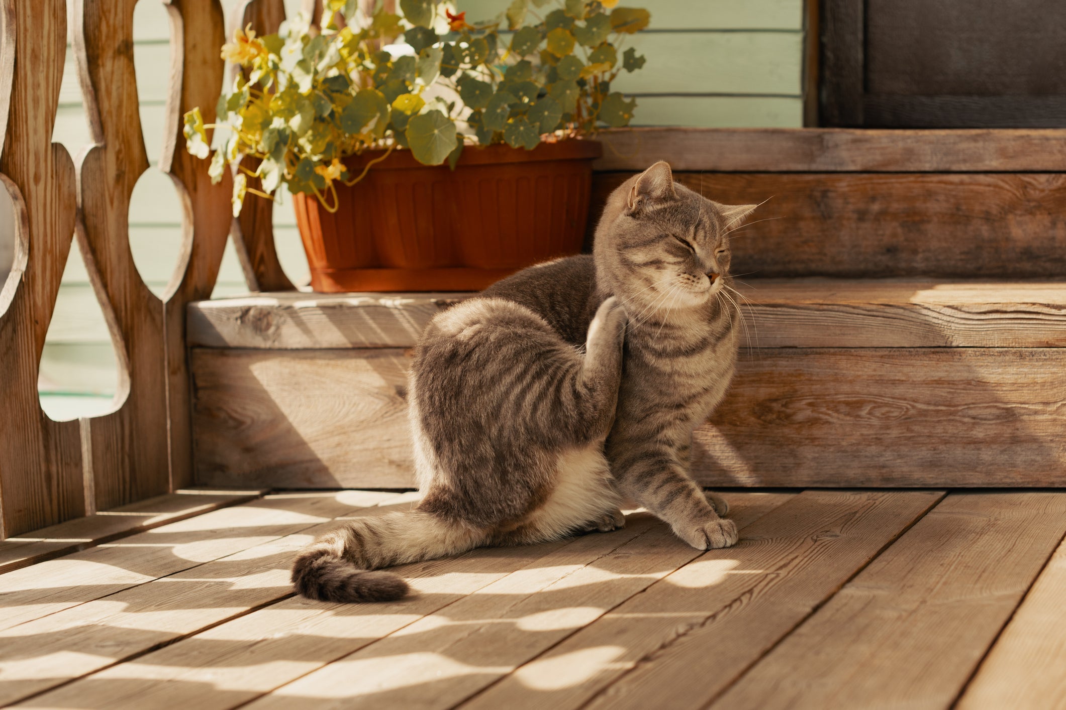 Como tirar pulga de gato: além do vinagre, existem produtos específicos com ação antipulgas