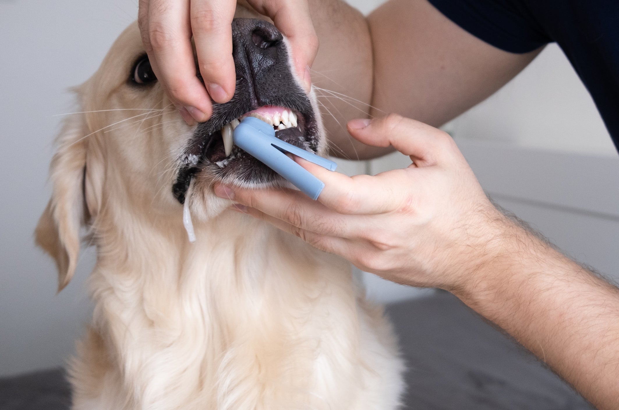 Manter a saúde bucal do seu cachorro é fundamental para evitar a dor de dente canina