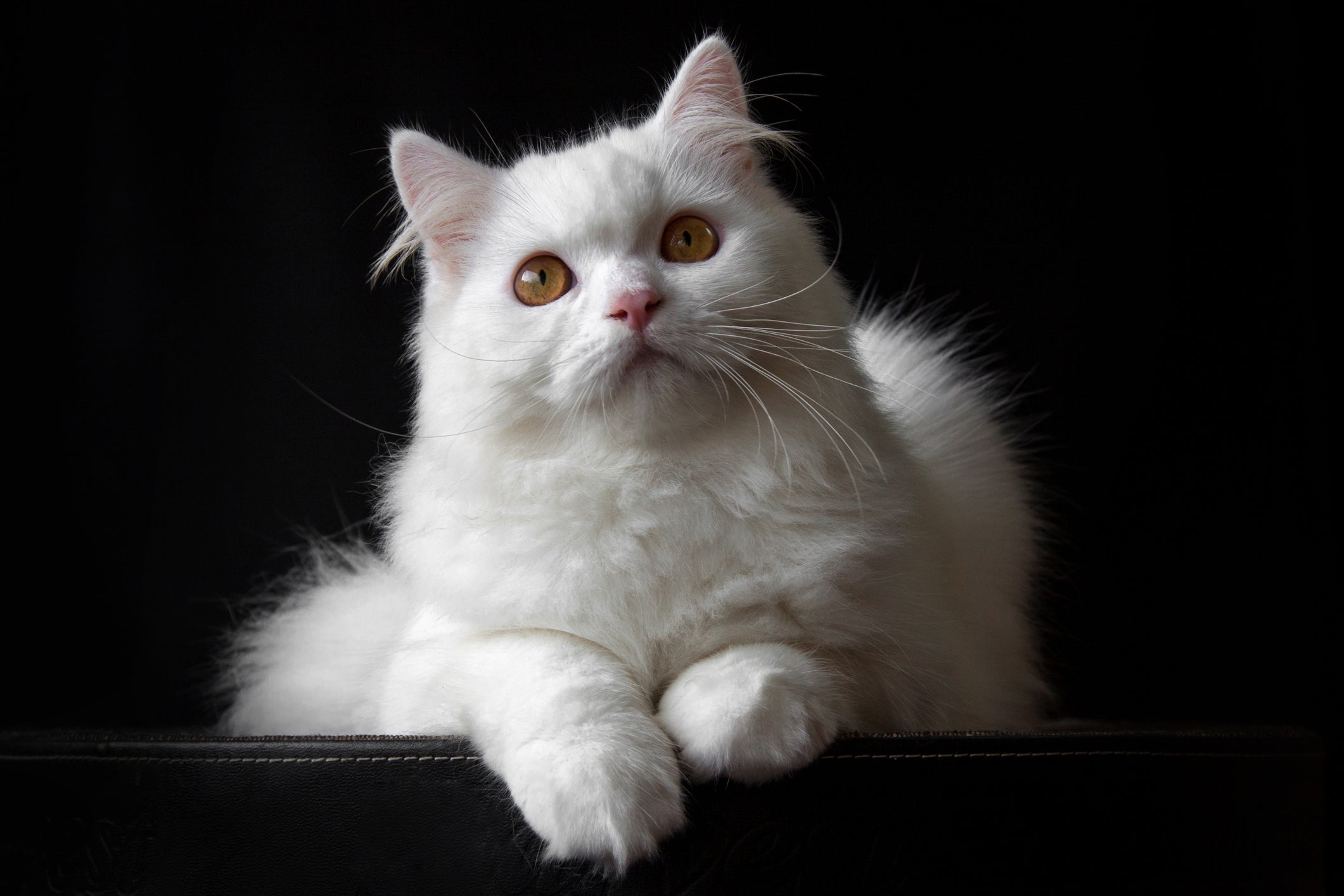 Raças de gatos: saiba como diferenciar cada uma com a observação de algumas caracterí­sticas